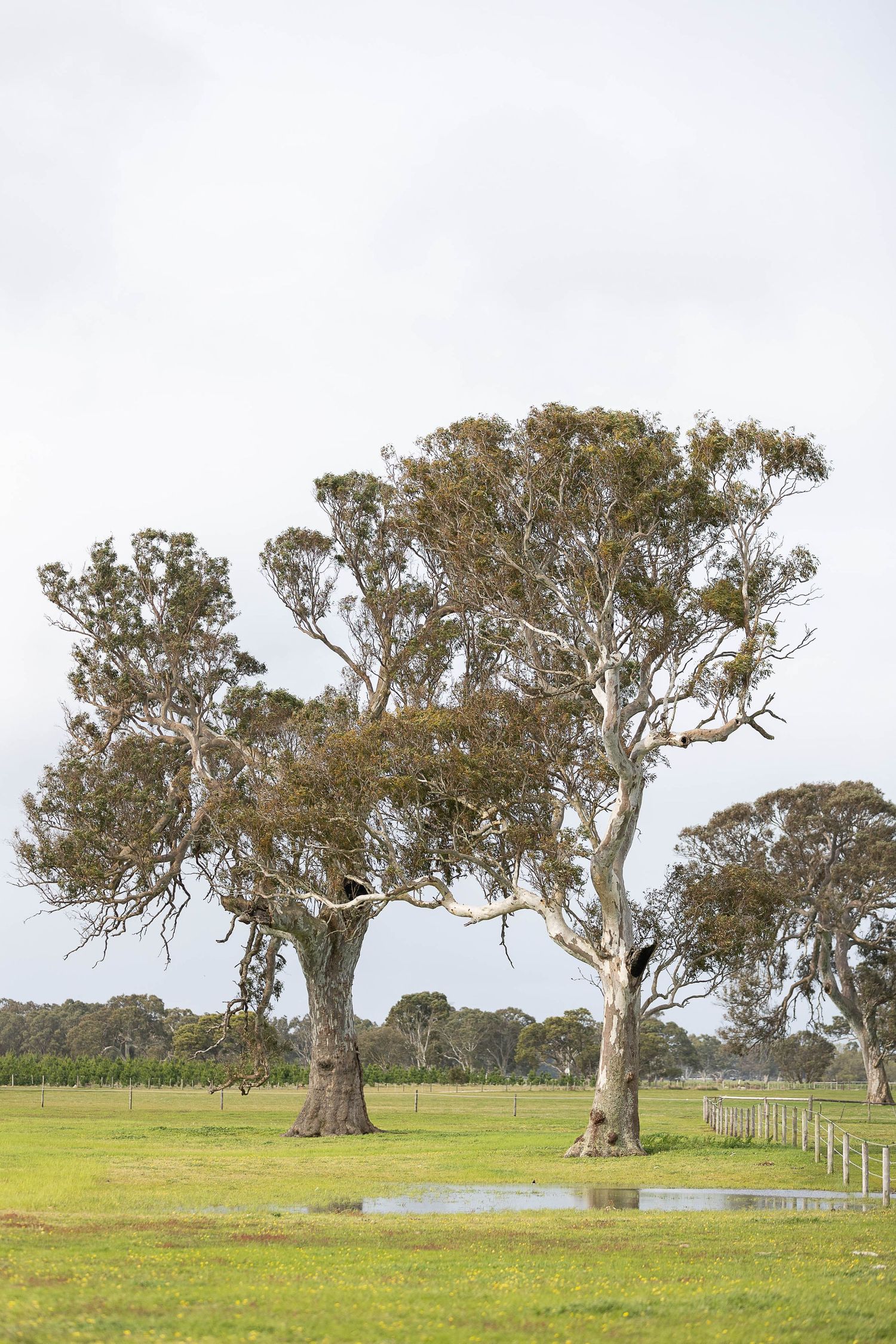 Large eucalyptus trees stand in a green paddock with a small pond and fence line under an overcast sky in rural Australia.