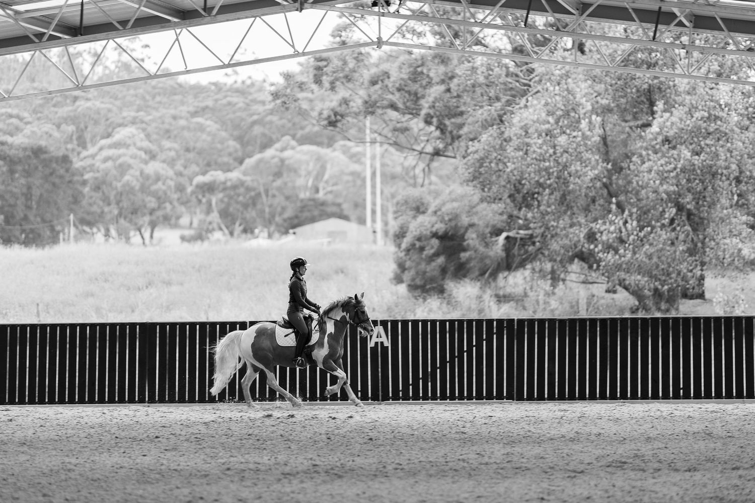 Black and white panoramic view of horses and riders training in a covered arena.