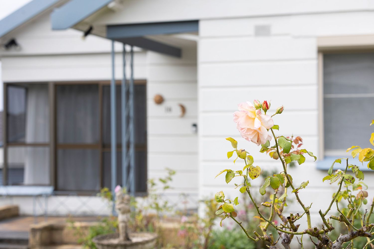 A charming white cottage-style home with a blooming pink rose bush in the foreground of a lush garden.