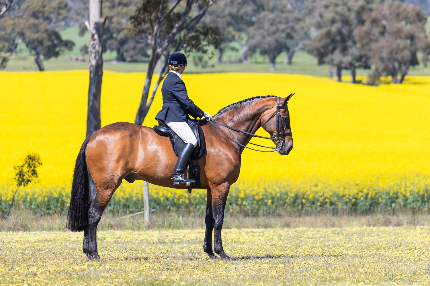 Equestrian rider on chestnut horse poses against vibrant yellow canola field backdrop.