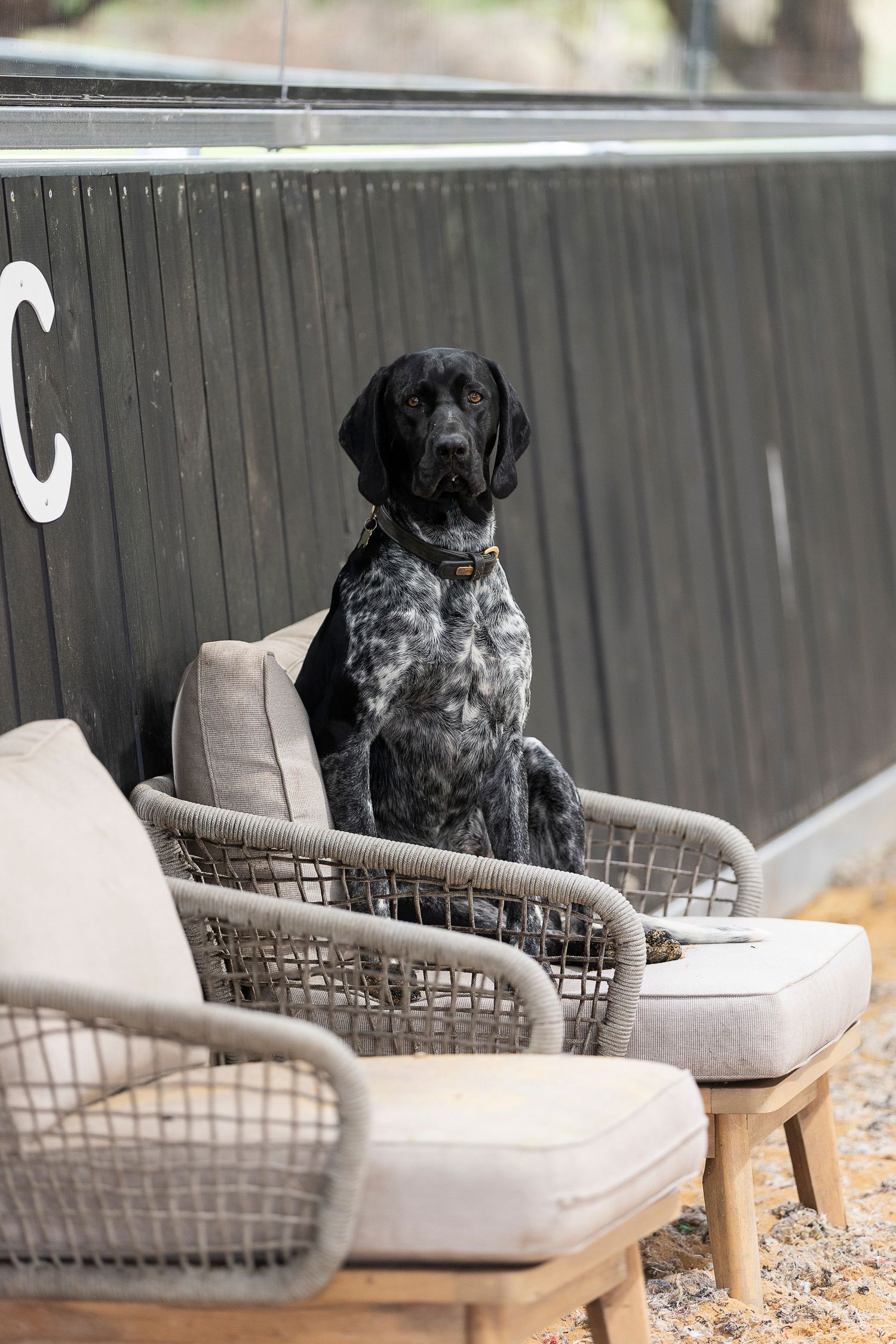 Black dog resting on outdoor patio furniture near a metal fence.
