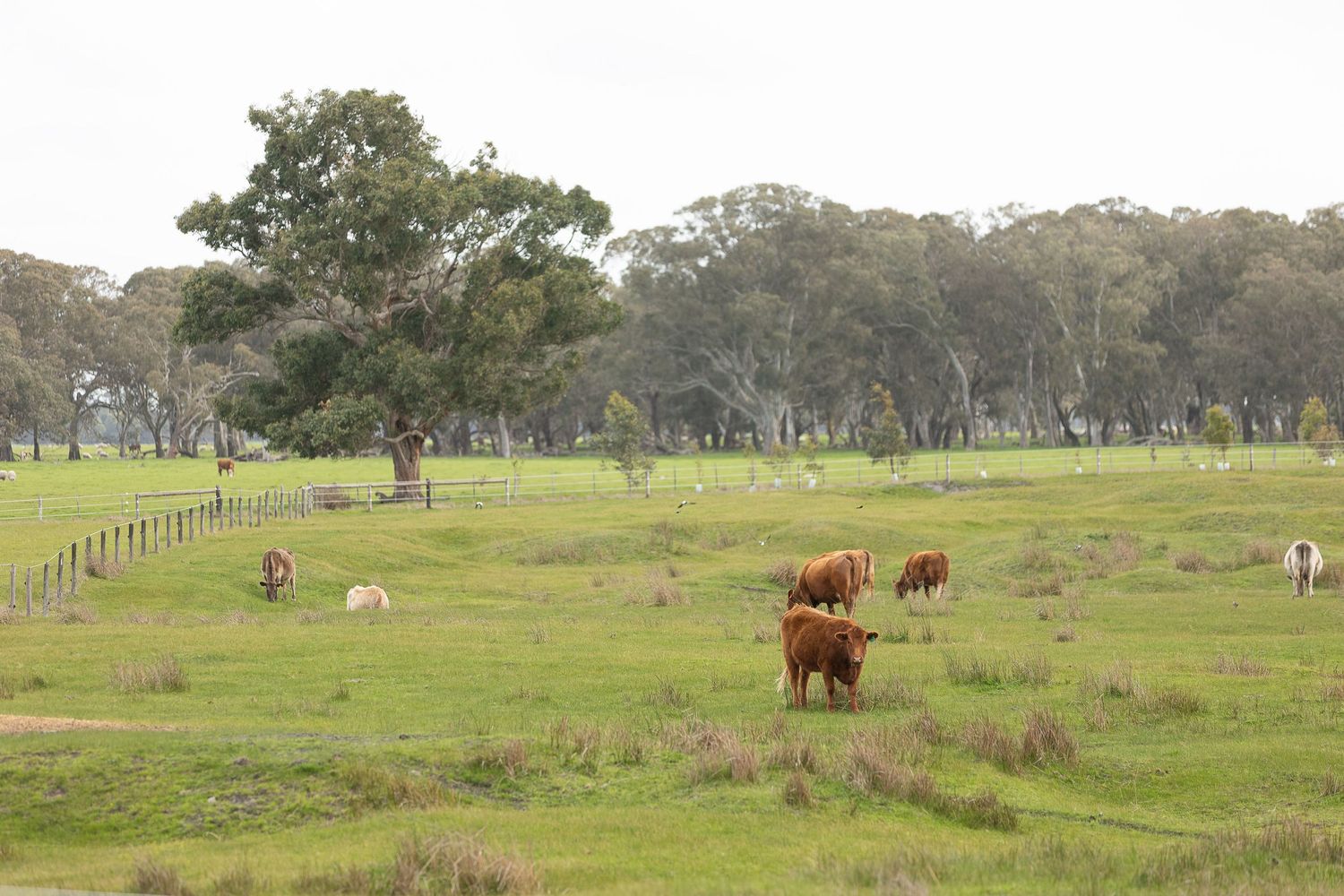 Brown cows grazing on lush green pasture with eucalyptus trees in background on an overcast day.