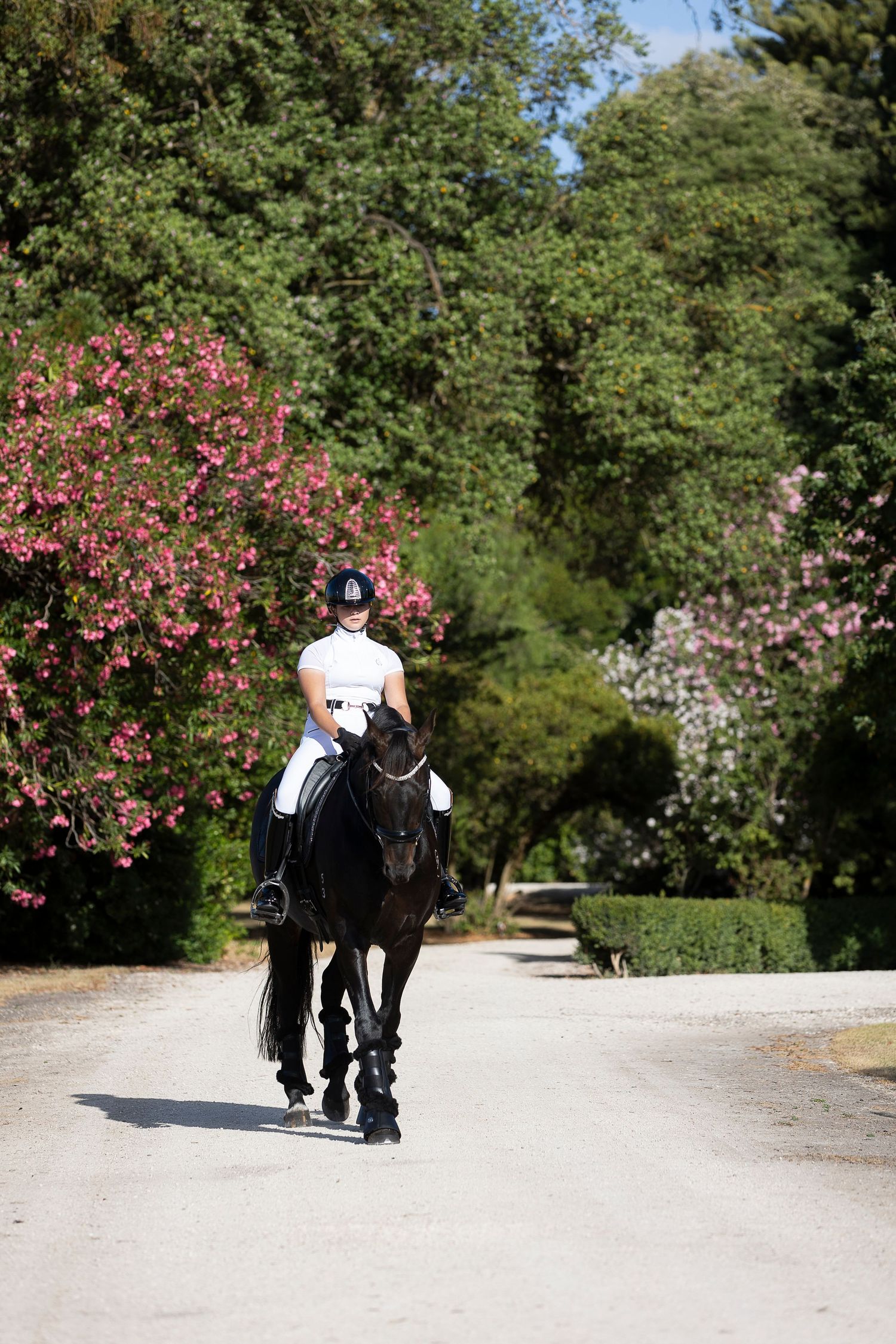 Equestrian riding black horse down garden path with flowering bushes.