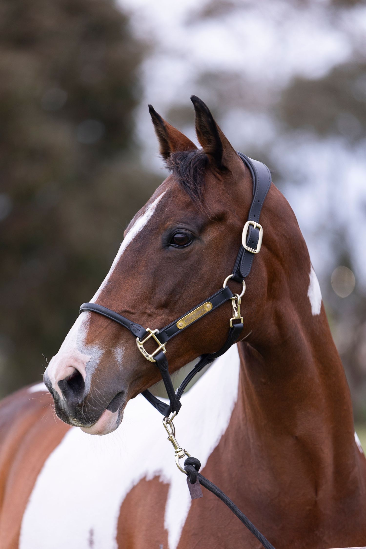 Close-up portraits of a brown horse wearing black leather tack and bridle.