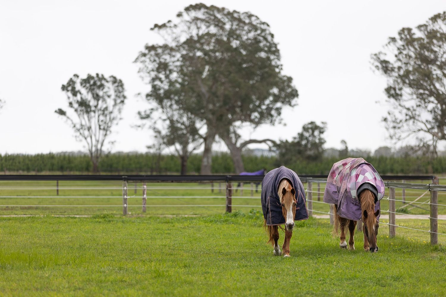 Two horses wearing colorful blankets grazing on lush green grass in a fenced paddock with trees in background.