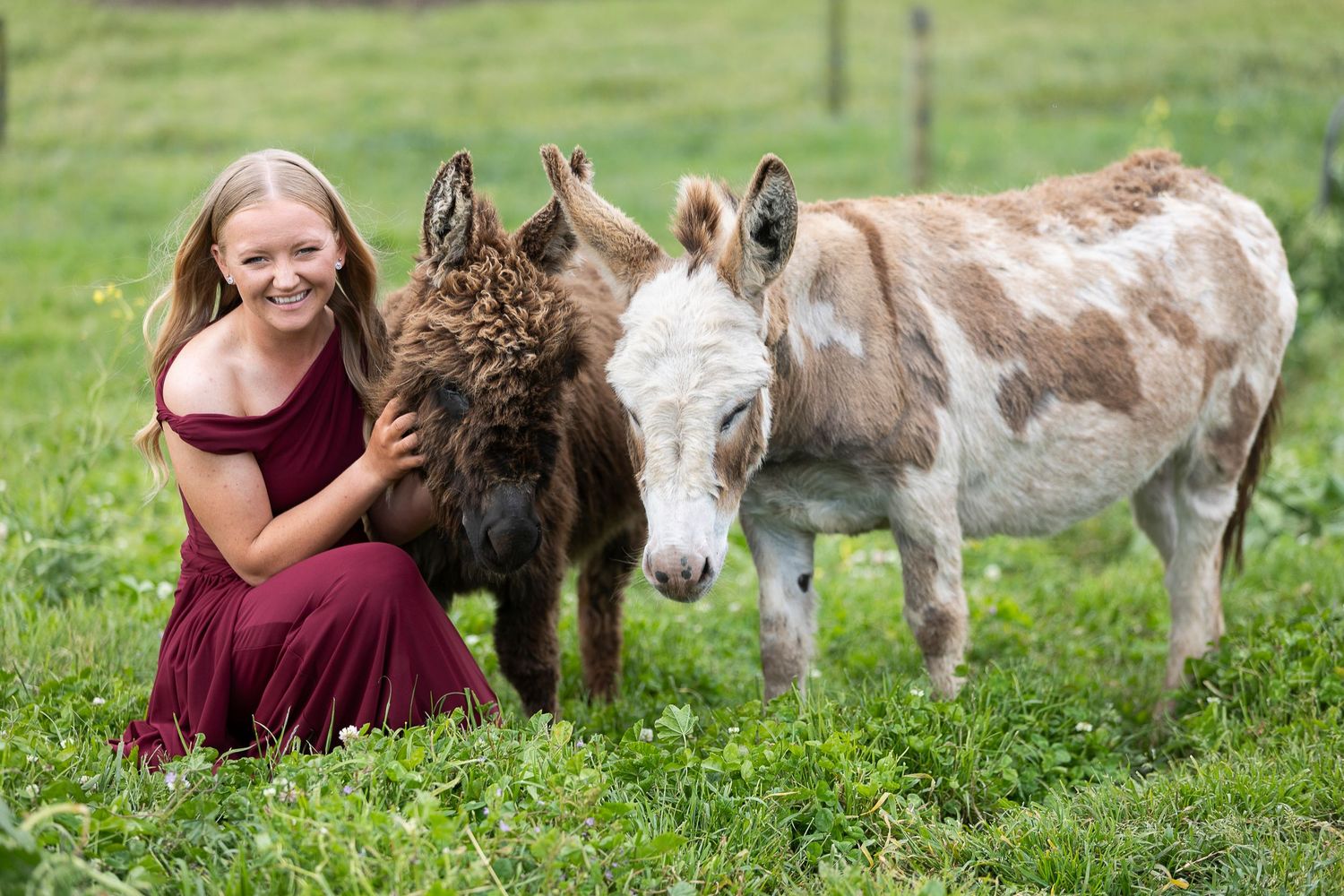 A donkey and person interact playfully in a grassy field on a sunny day.