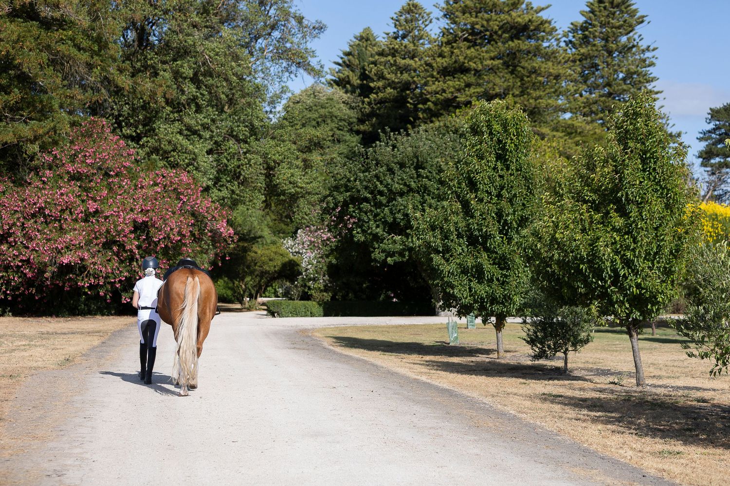 Person in white leading brown horse down tree-lined path.