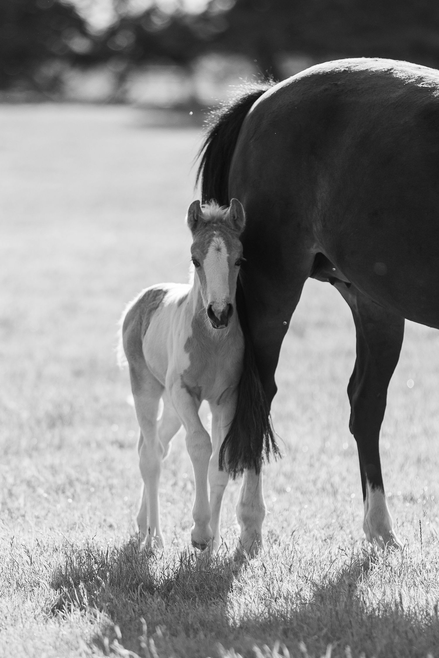 Black and white image of foals standing beside their mothers in a sunlit field.