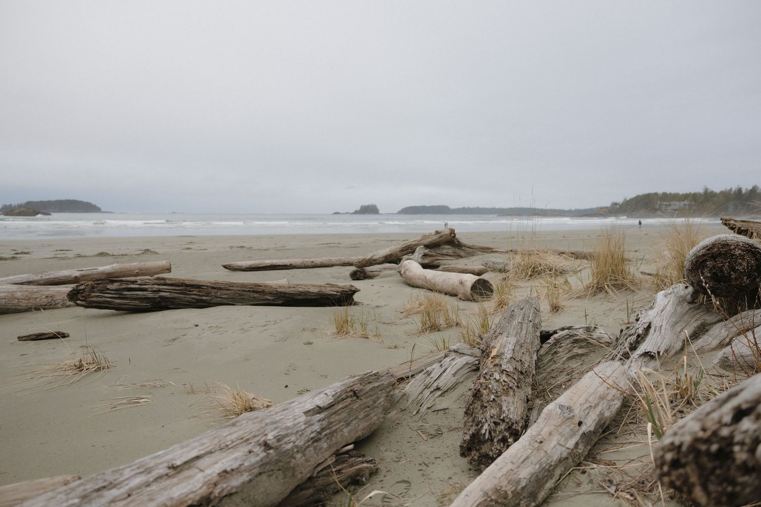 Driftwood logs scattered along a misty Pacific Northwest beach with evergreen-covered cliffs in the background.