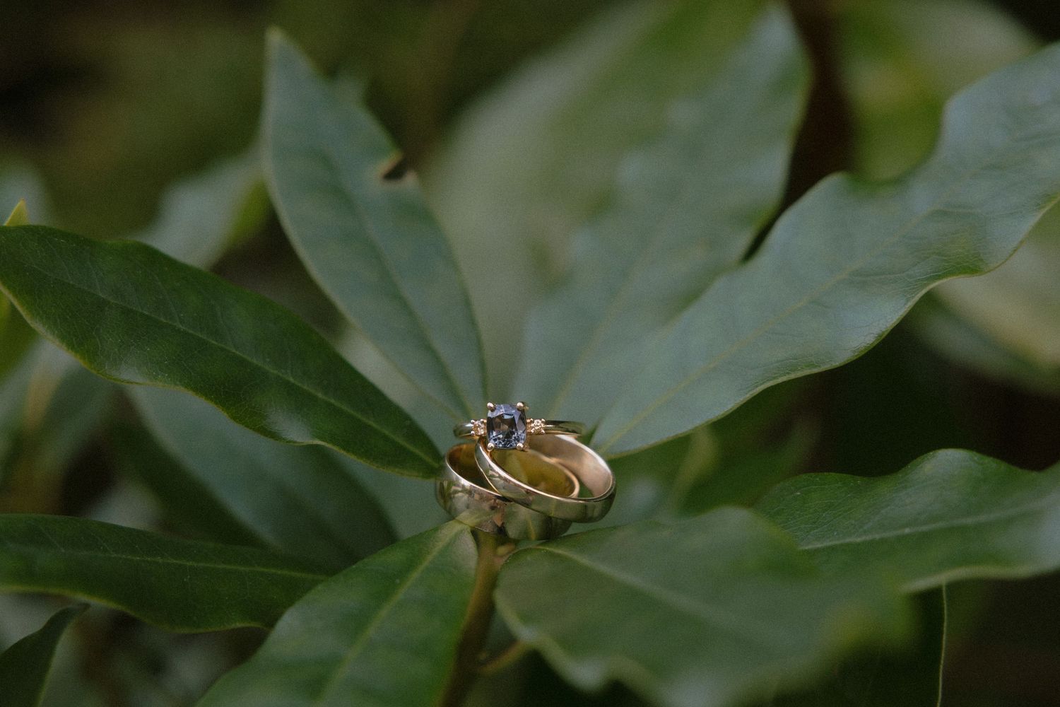 Tofino intimate wedding macro photograph of wedding rings on green foliage