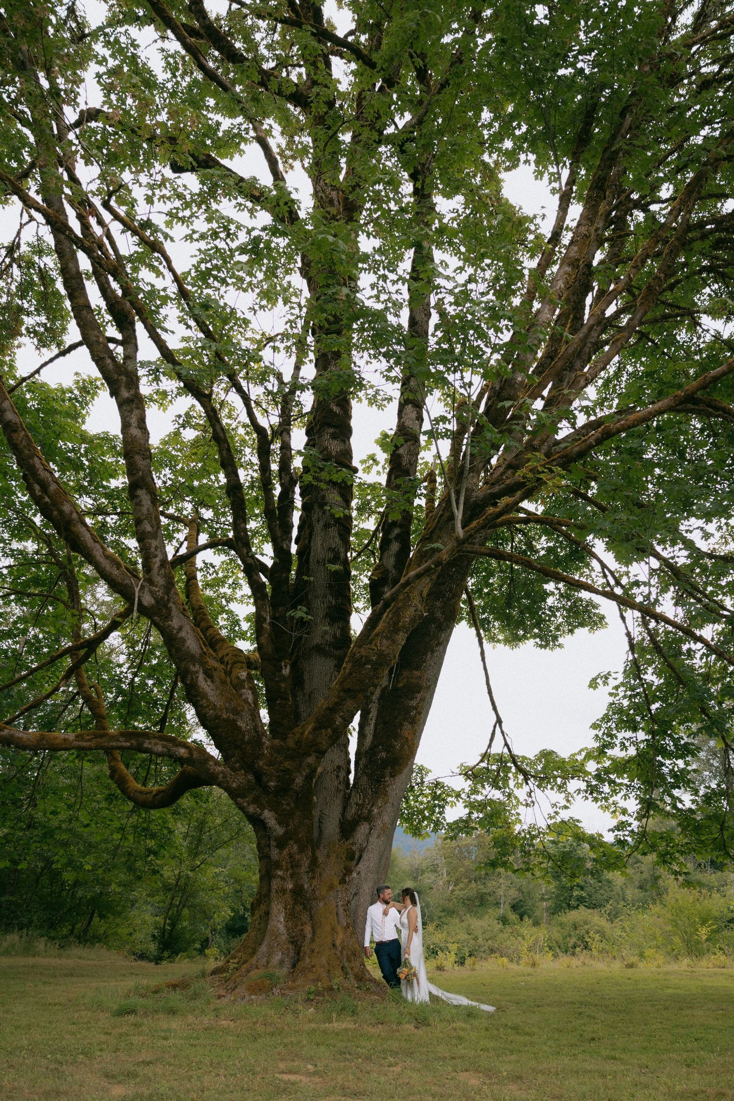 Bride and groom stand beneath a massive ancient oak tree in a lush green meadow on their wedding day.