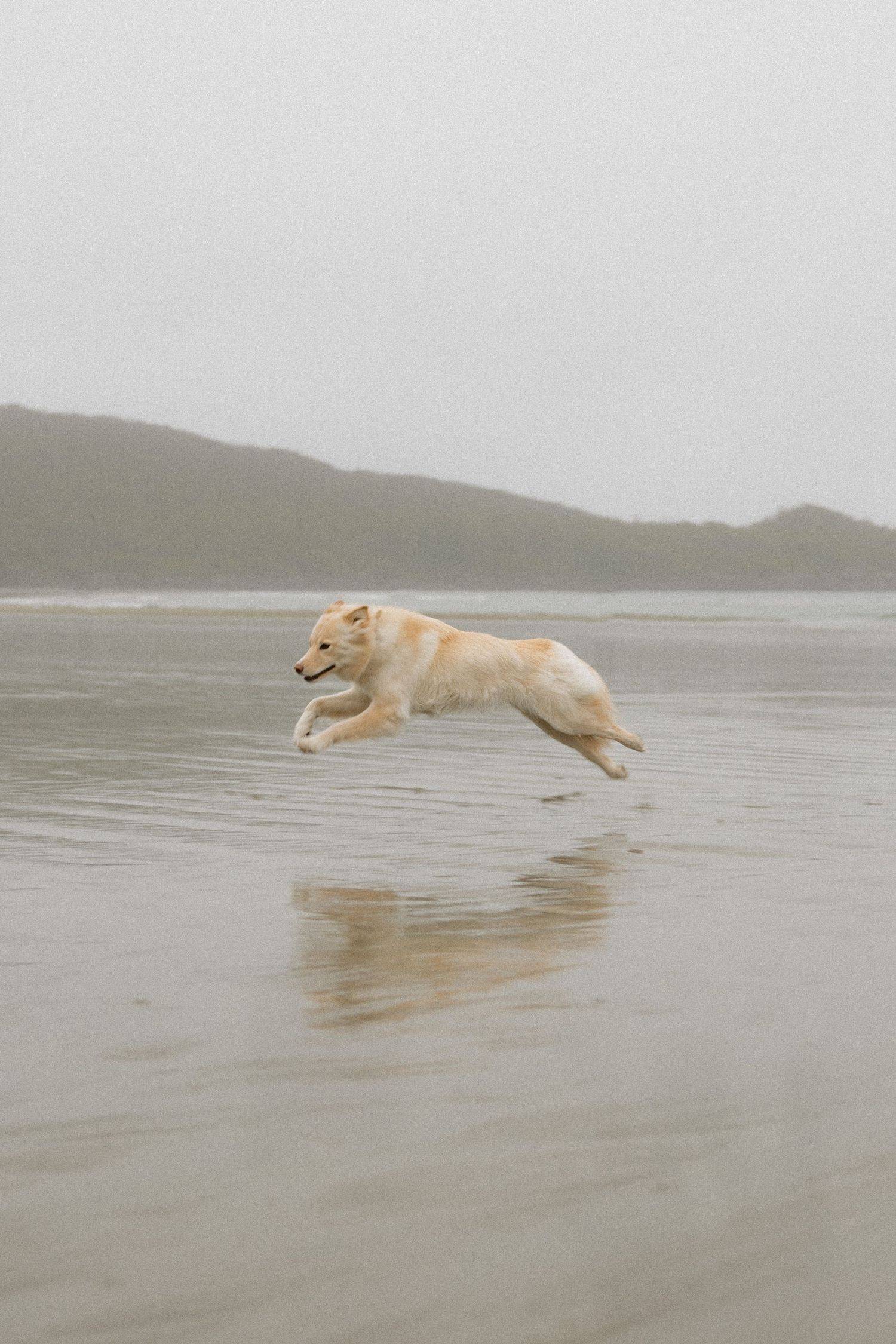 Golden retriever dog leaping and running through shallow water along a misty beach shoreline.