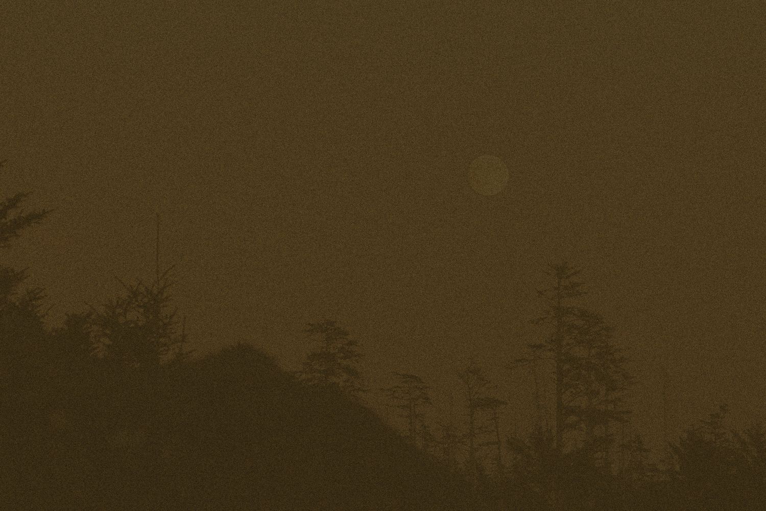 Dark silhouette of pine trees against a moody brown sky at dusk