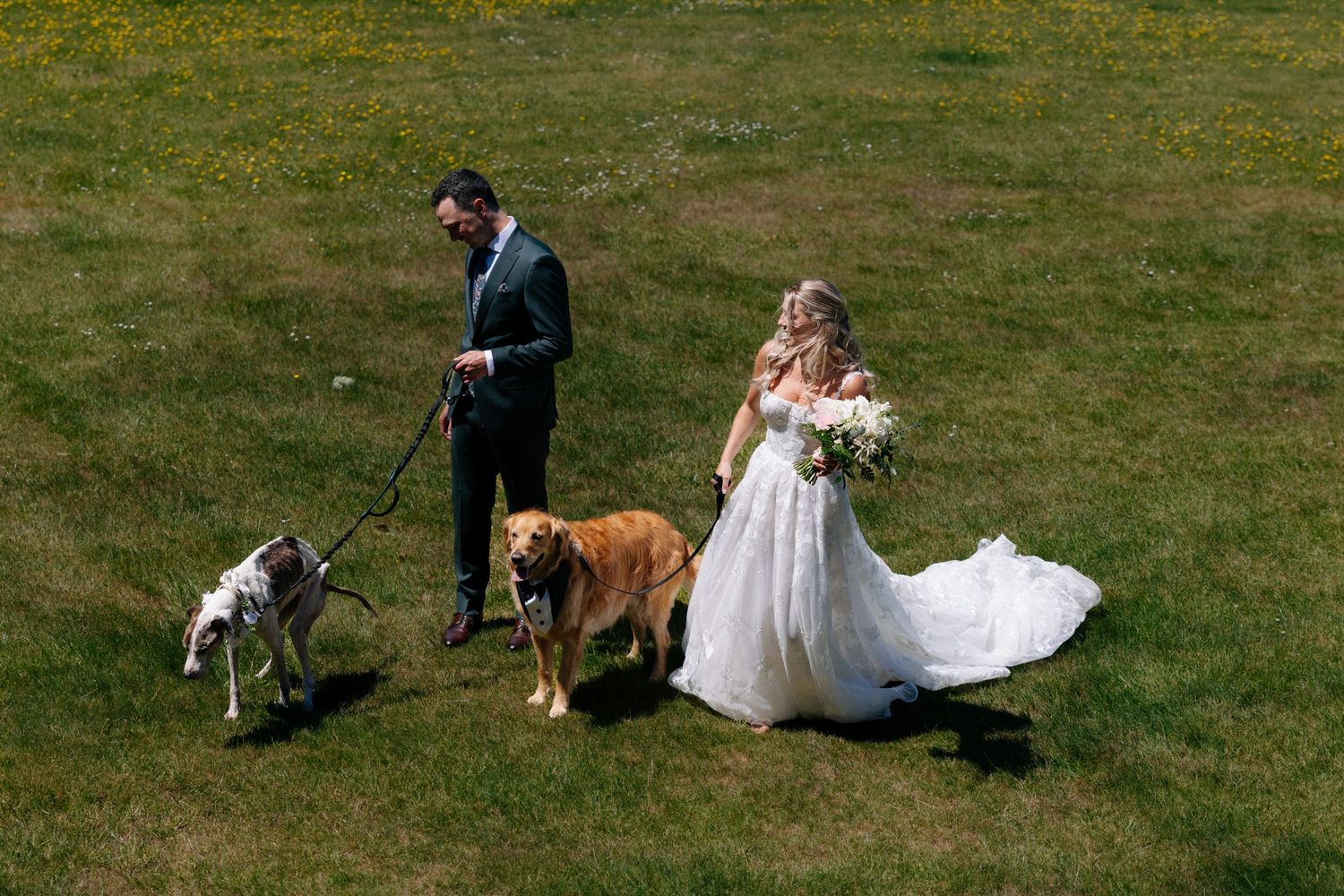 Bride and groom walking two dogs on green lawn in wedding attire, bride holding bouquet.