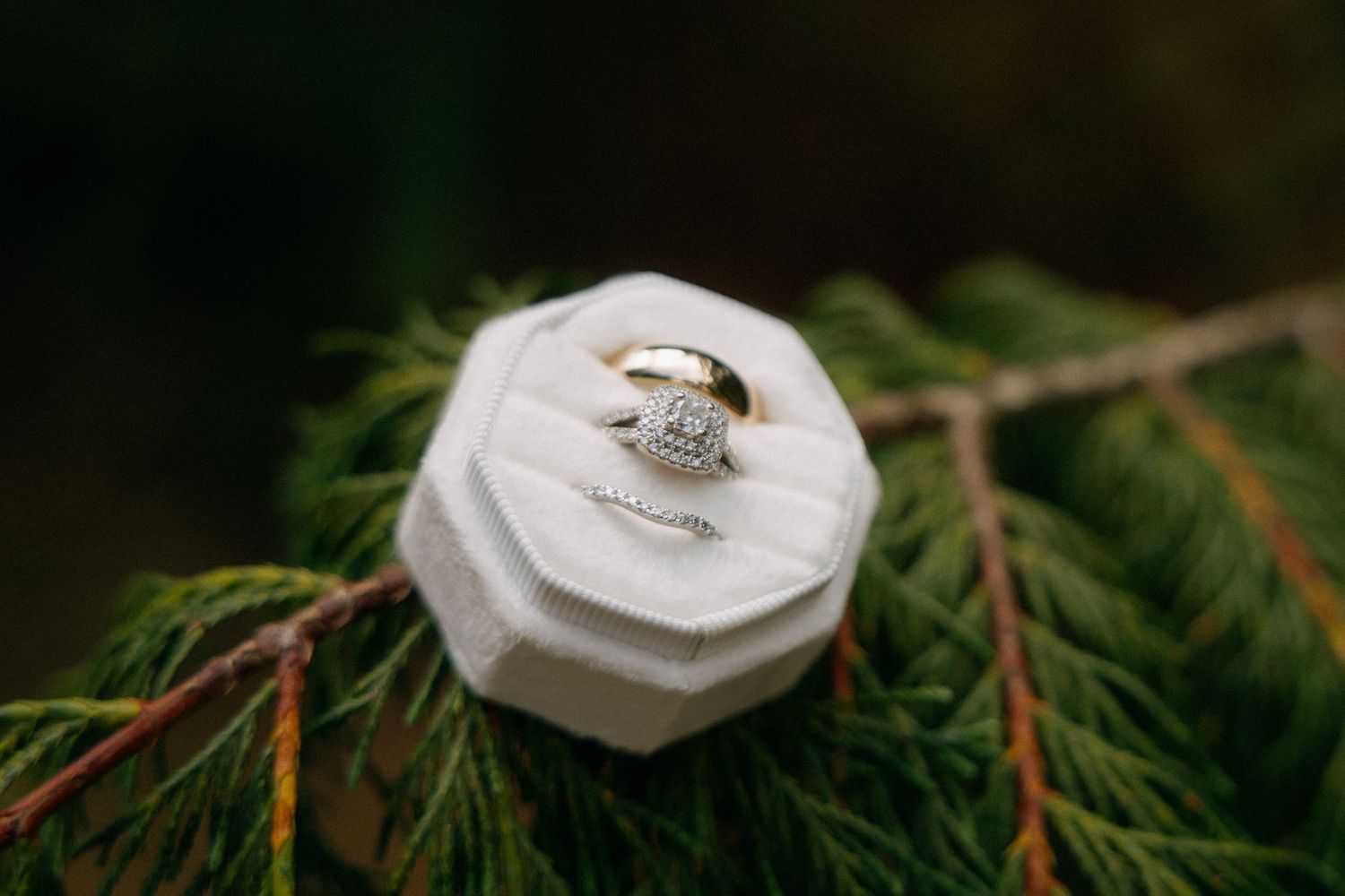 Diamond engagement ring and gold wedding band displayed in a white velvet ring box on evergreen pine branches.