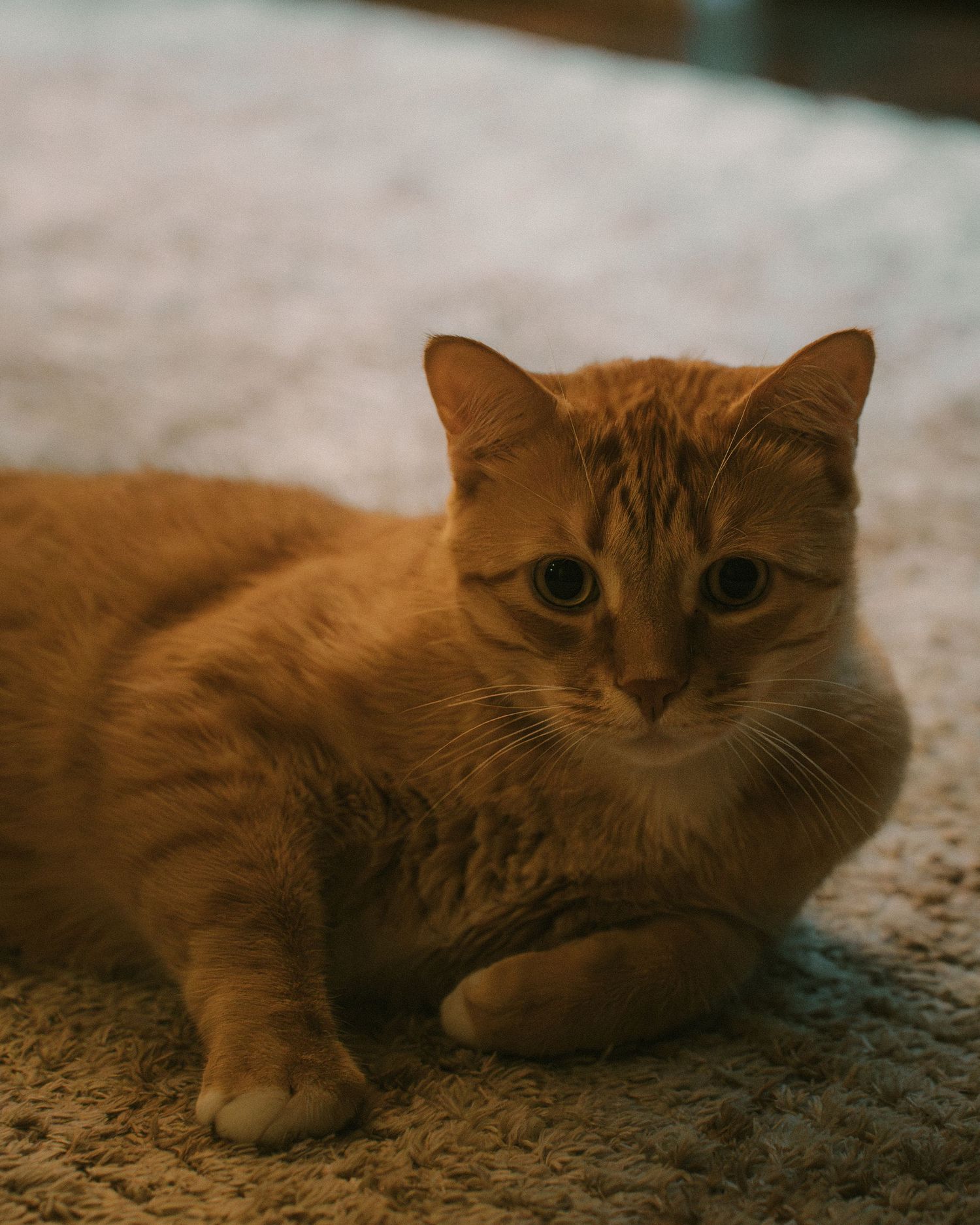 An orange tabby cat lies on carpet while looking directly at the camera with wide eyes