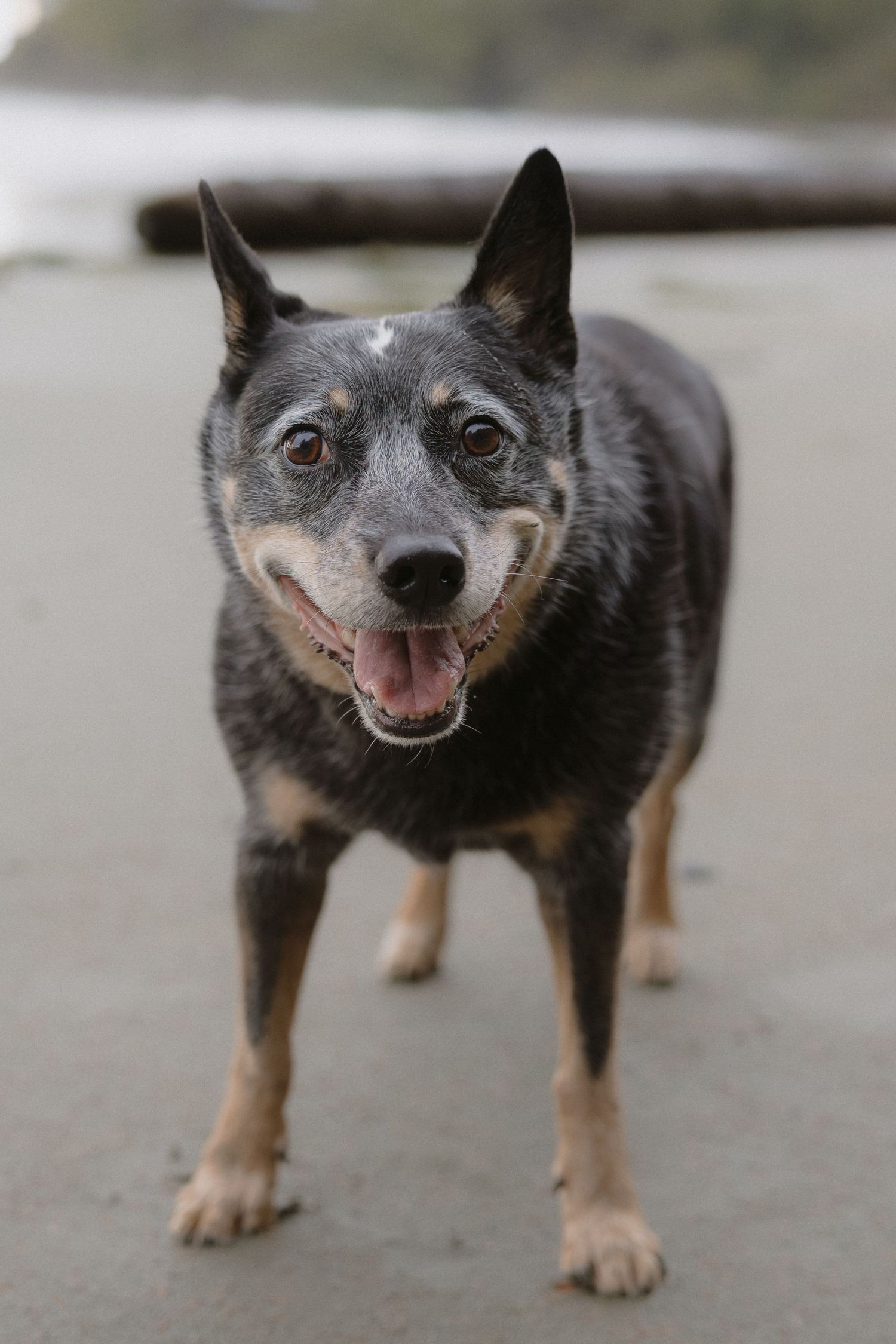 Happy Australian Cattle Dog smiling at camera on beach with alert ears.