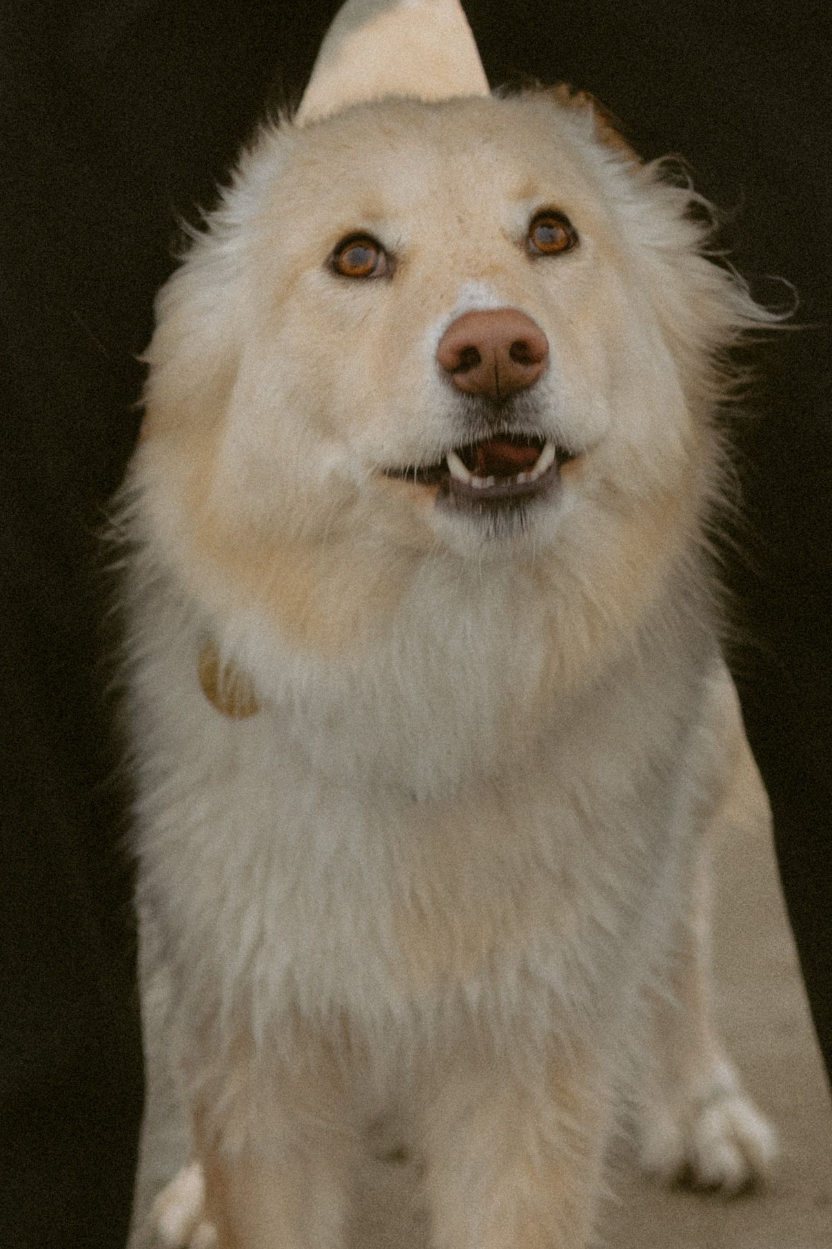 A sequence of close-up shots showing a smiling white Pomeranian dog against a dark background.