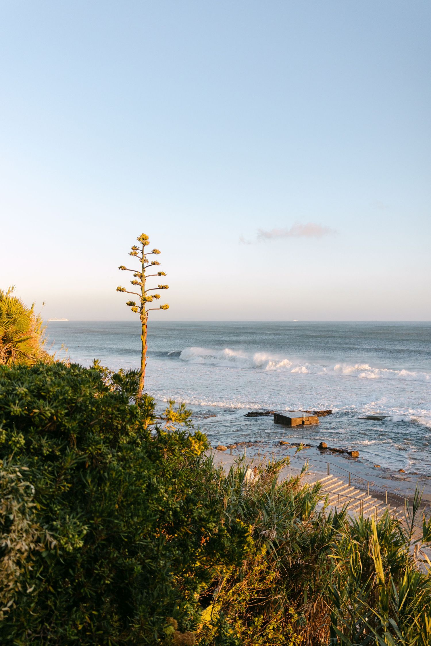 Scenic ocean view with waves crashing against rocks and agave plants in golden sunset light.
