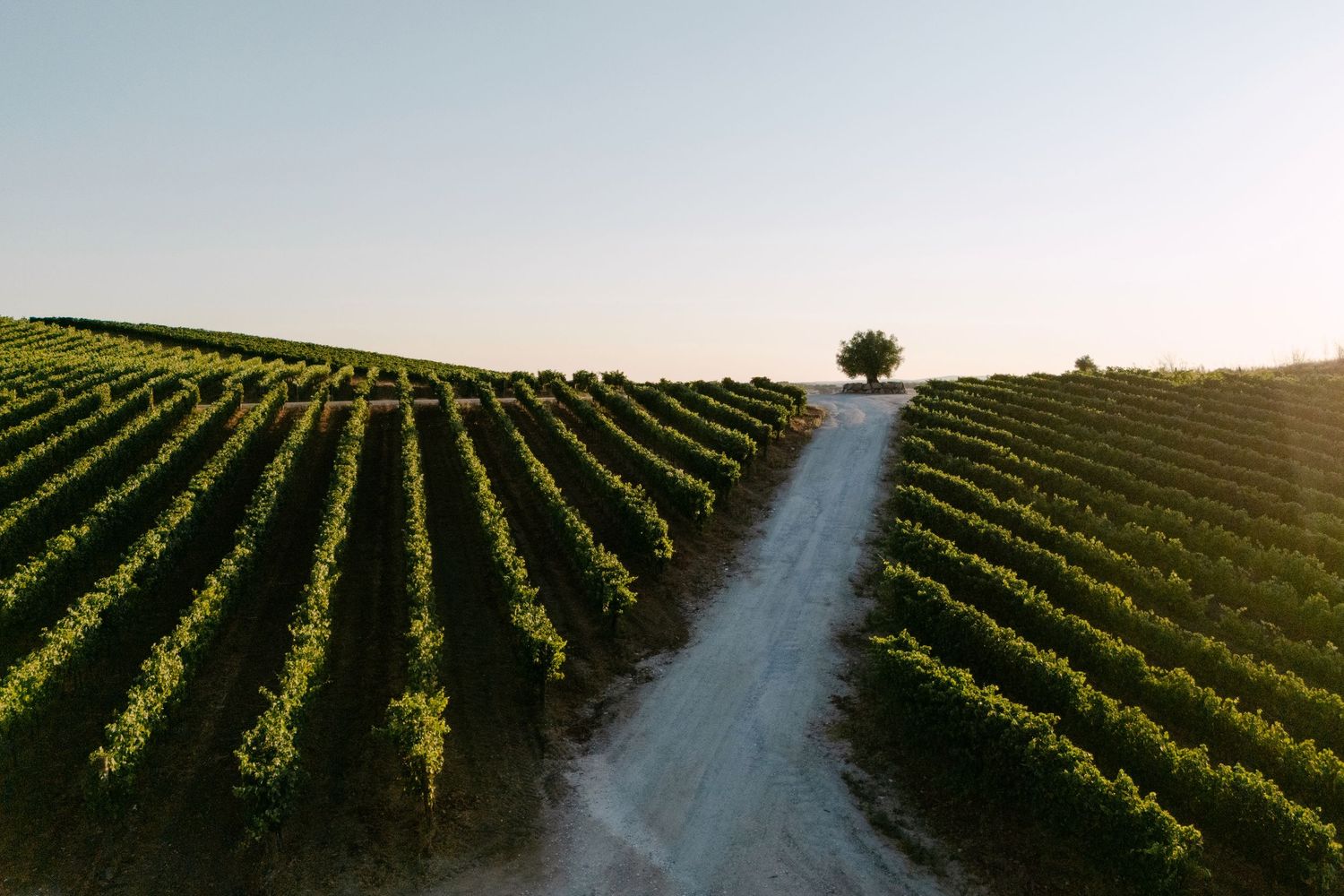 Scenic vineyard rows stretch into the distance with a dirt path winding through green grapevines.