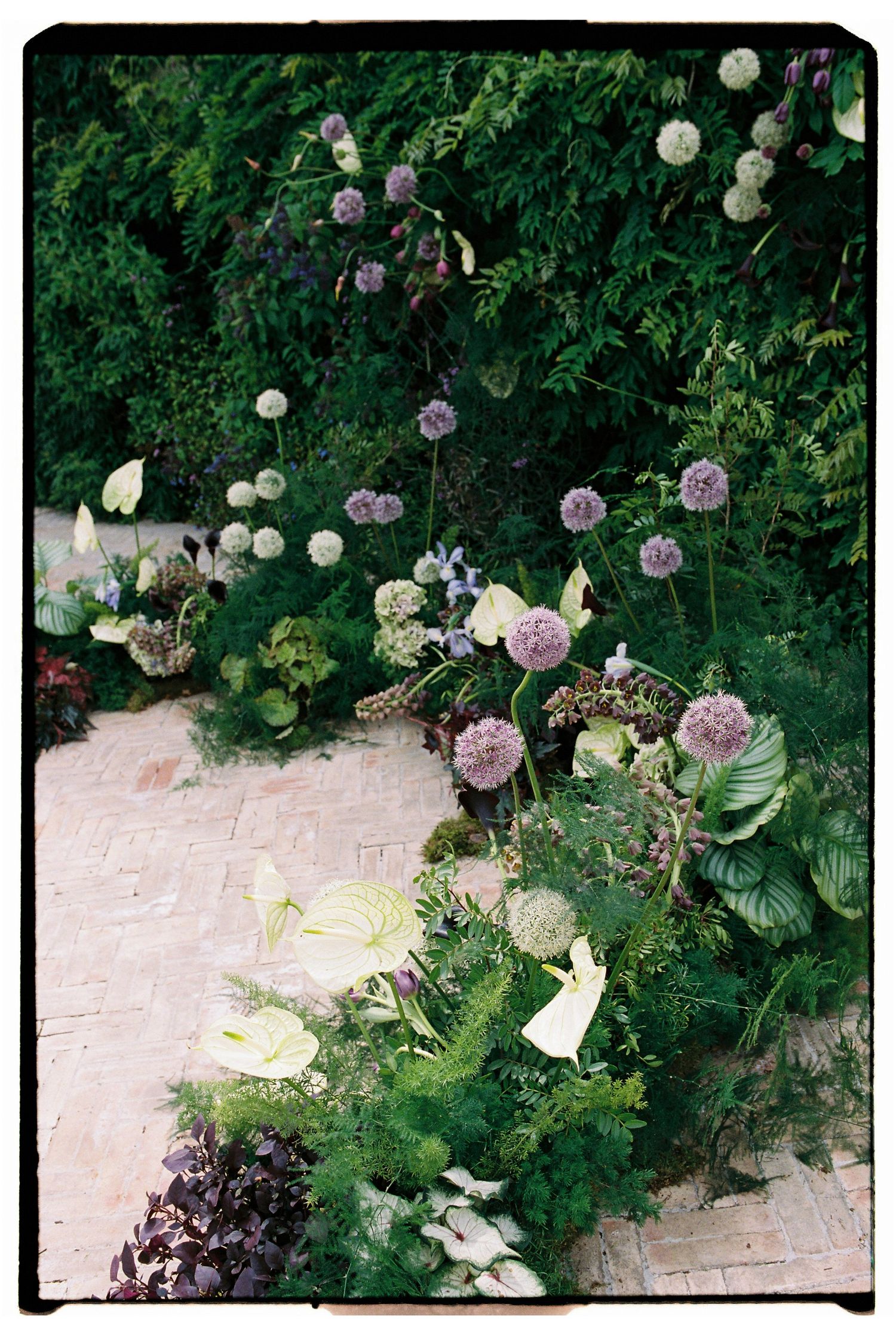 Lush garden border with purple allium blooms, white calla lilies, and green foliage along brick path.