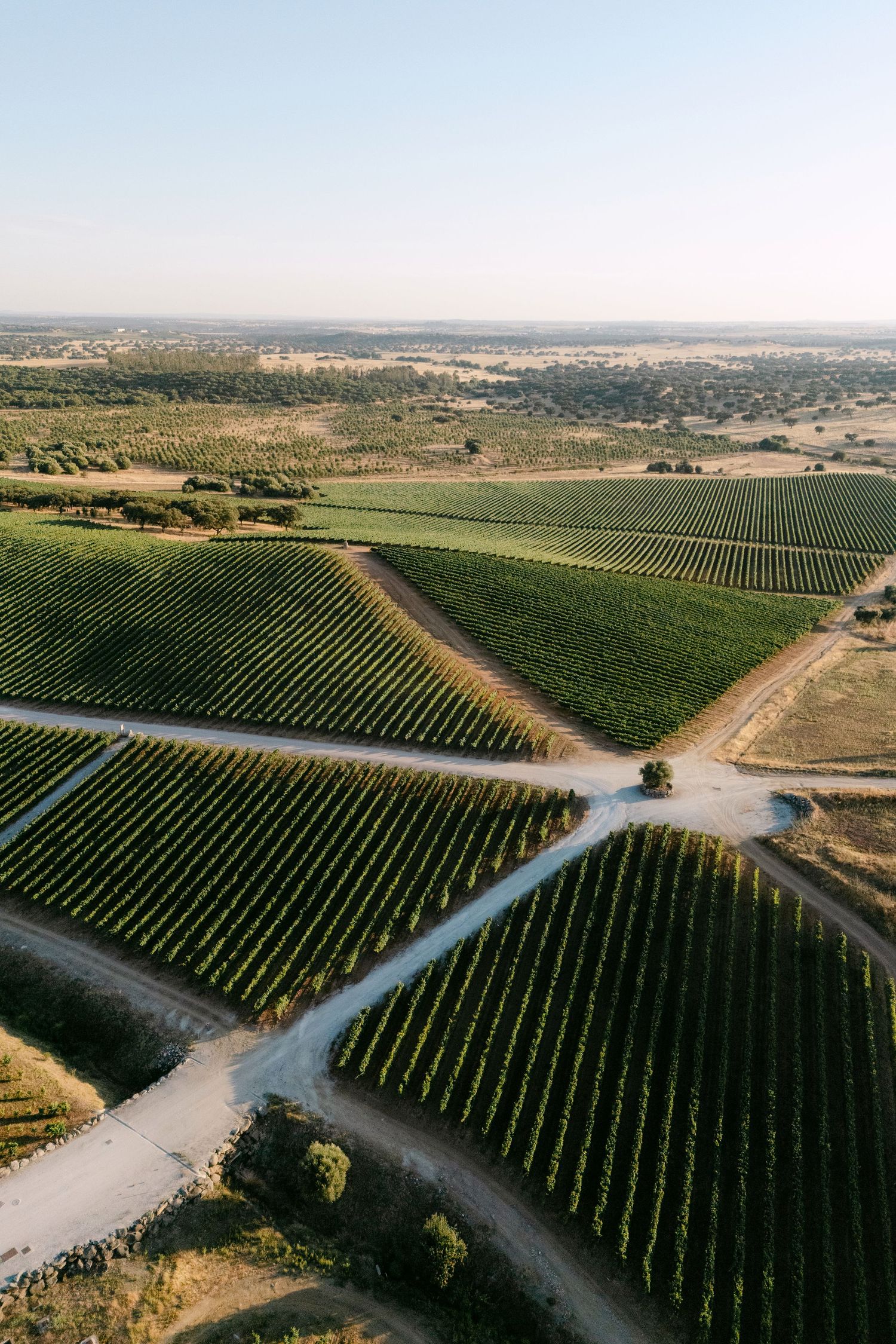 Aerial view of lush green vineyard rows divided by winding dirt roads in a vast rural landscape.