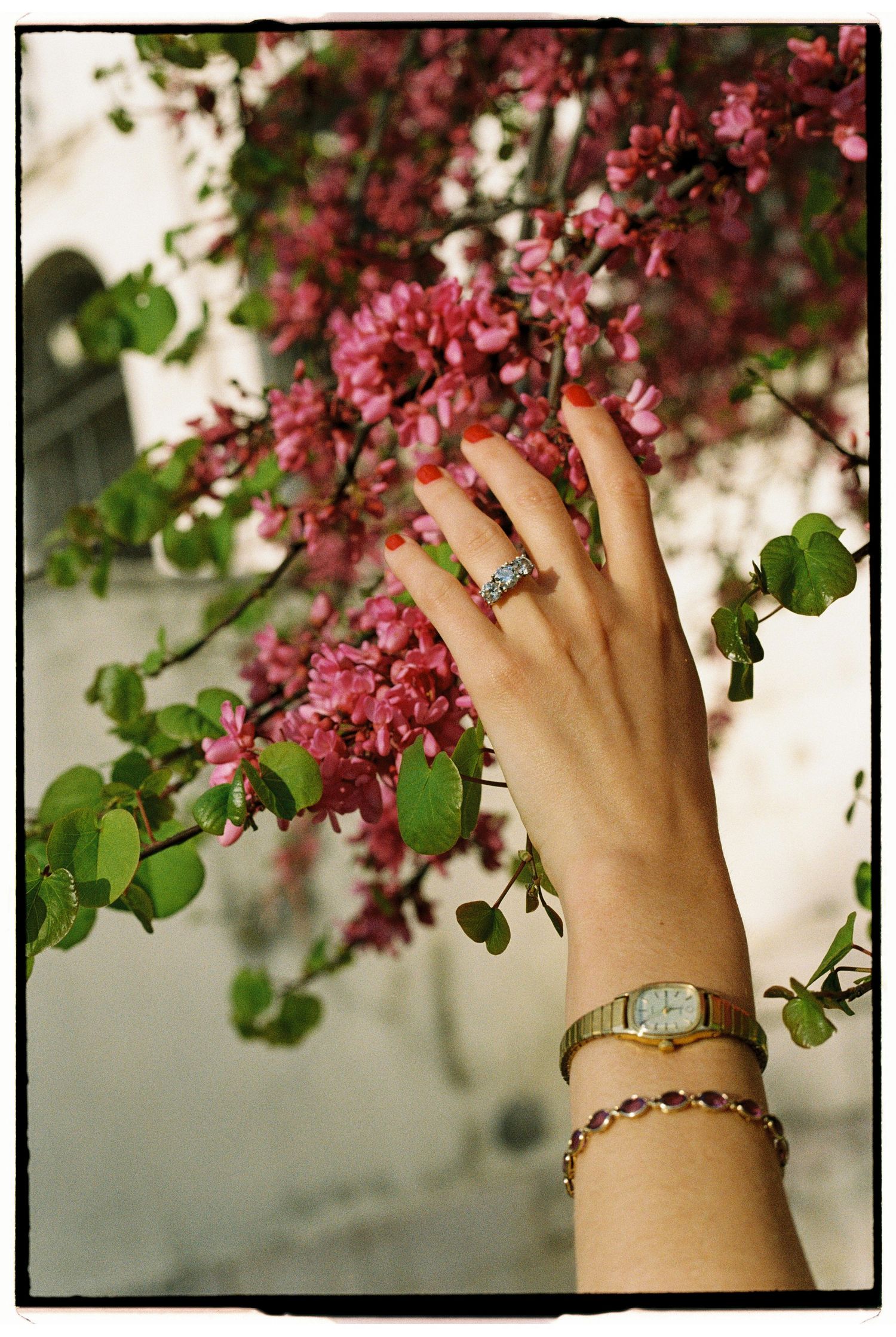 A hand with red nails and a diamond ring reaches toward pink blossoms, adorned with a gold watch and gemstone bracelet.