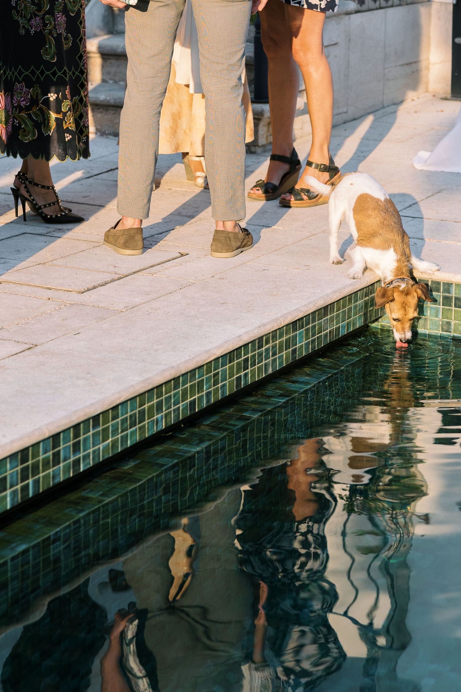 A dog drinks from a pool edge while elegantly dressed guests stand nearby on a sunlit terrace.
