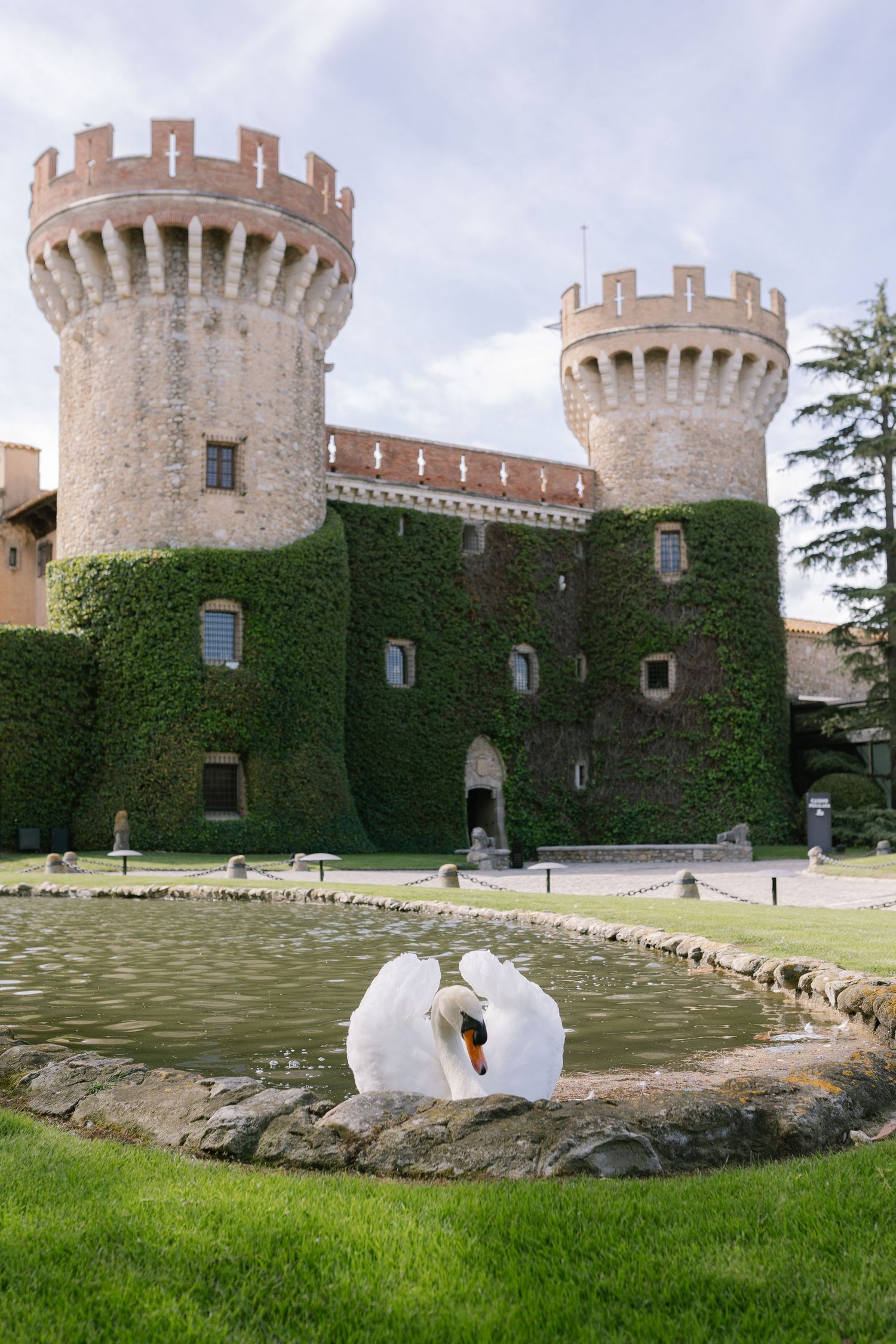 White swans swim in a pond near an ivy-covered castle with stone turrets.
