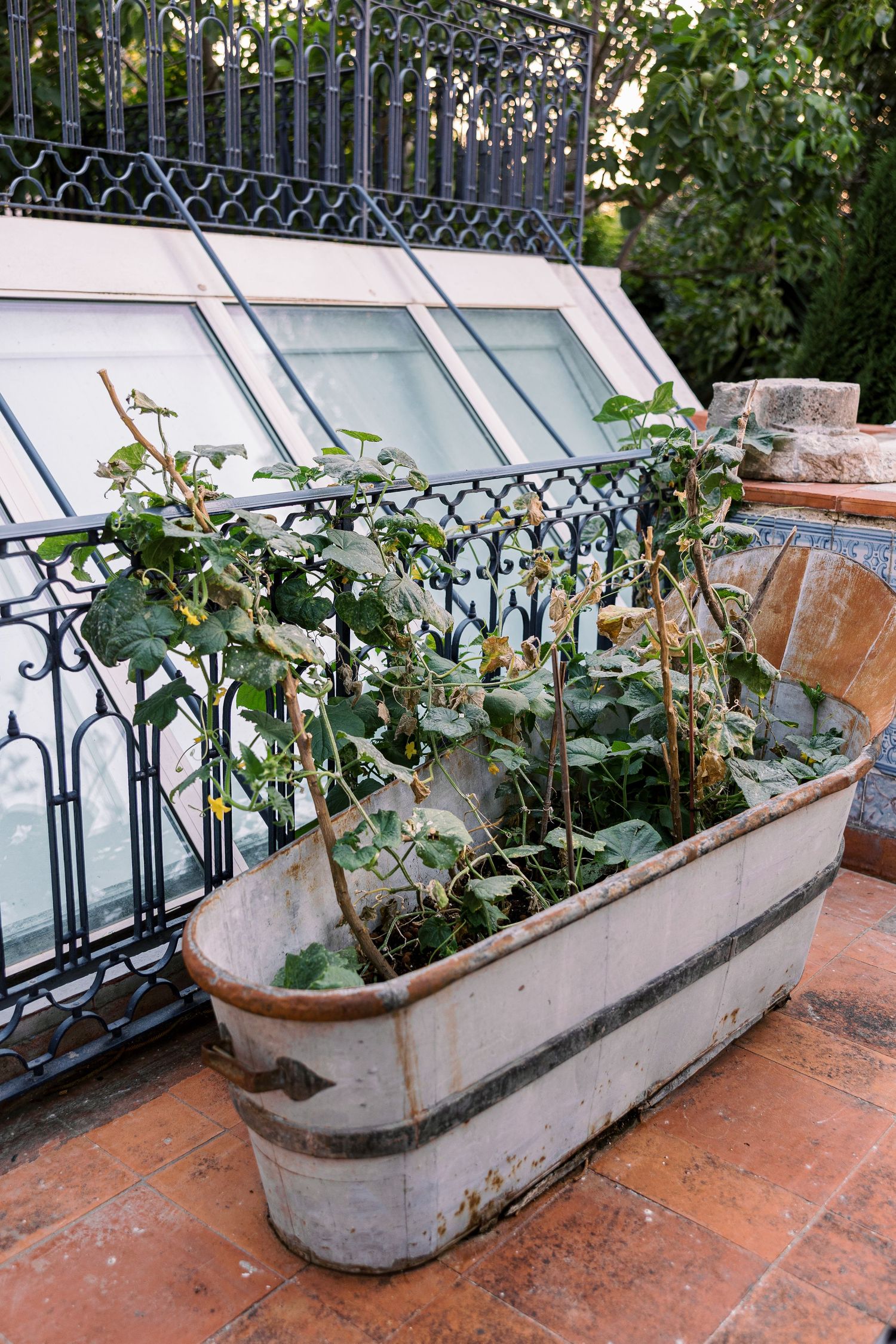 Vintage metal bathtub repurposed as a garden planter with climbing plants on a terracotta tiled patio.