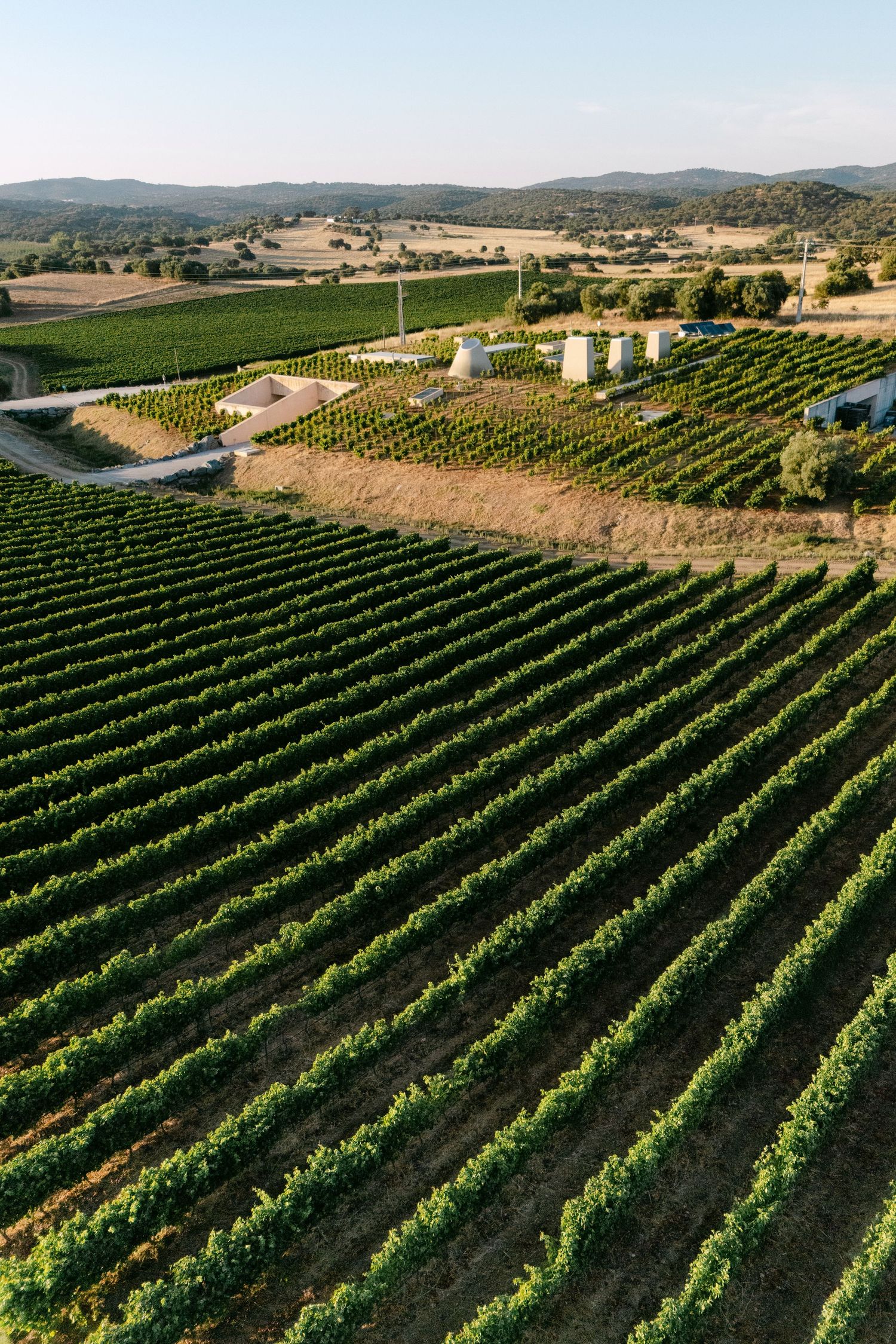Aerial view of lush green vineyard rows stretching across rolling hills at golden hour in a scenic wine region.