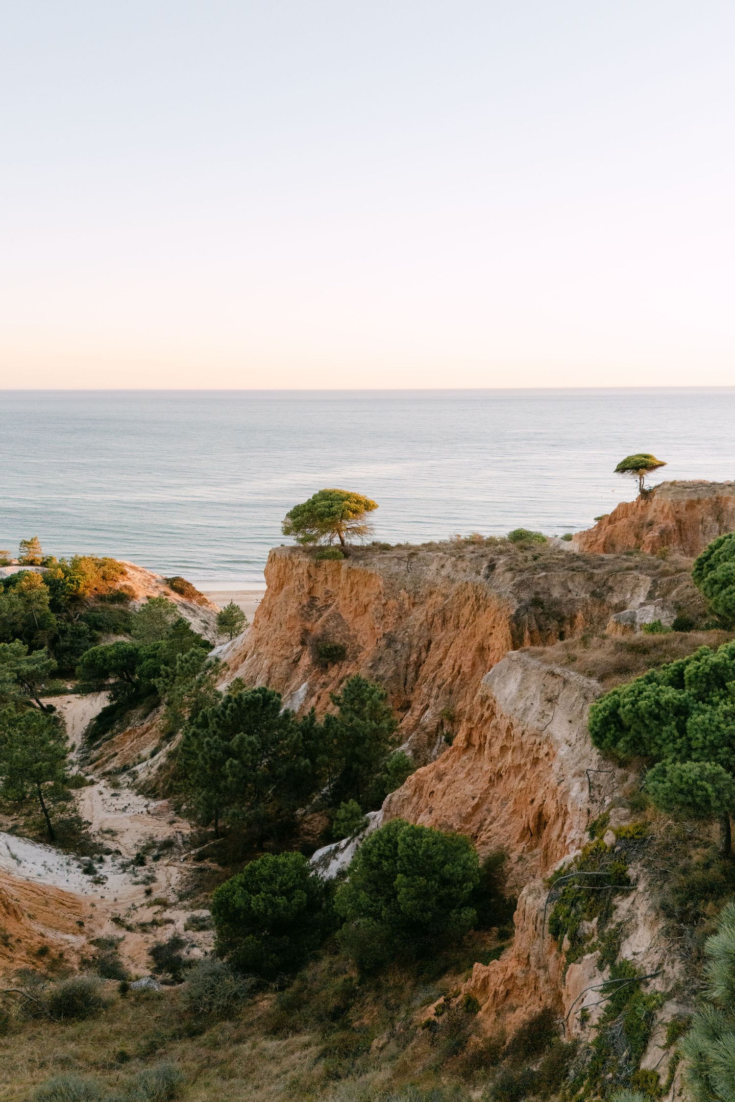 Coastal cliffs with sparse trees overlook the ocean during golden hour.
