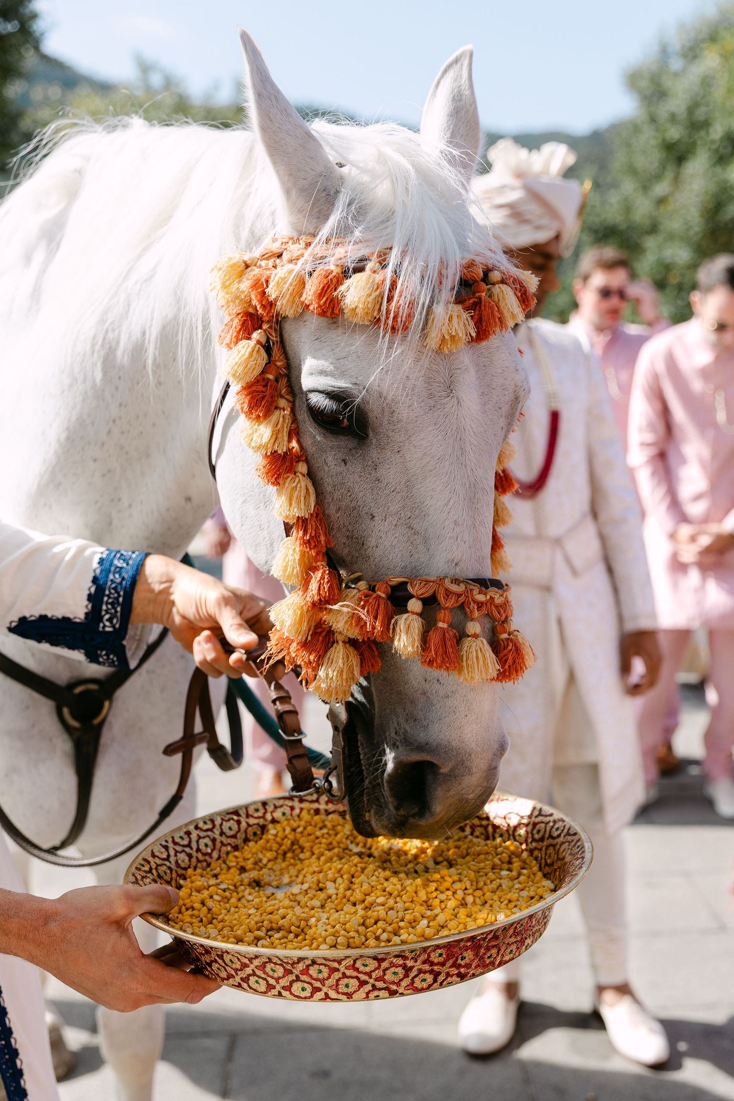 White horse wearing orange tassels eating from decorative bowl during wedding ceremony.