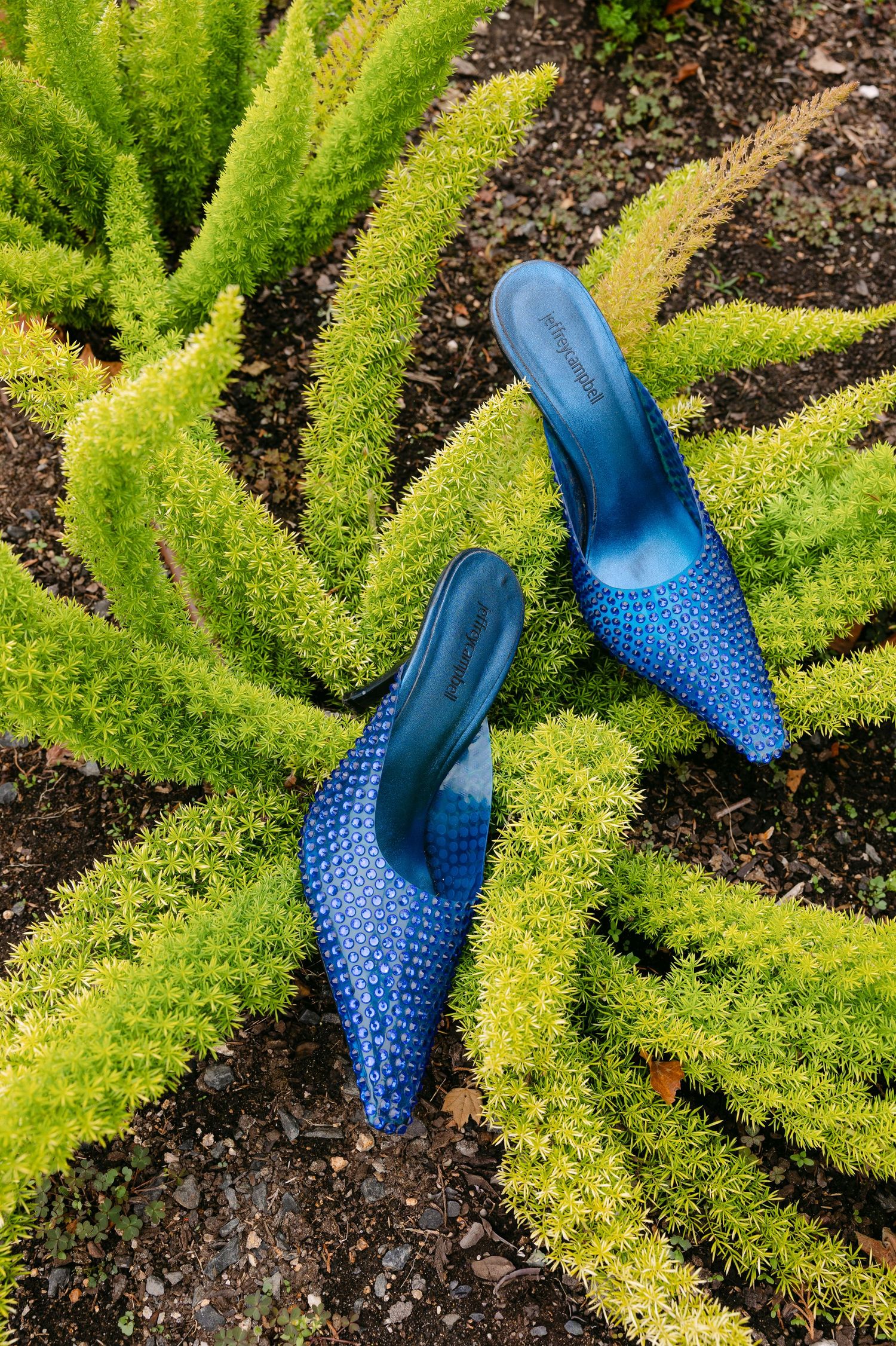 Bright blue high heels nestled among vibrant green foxtail fern plants.