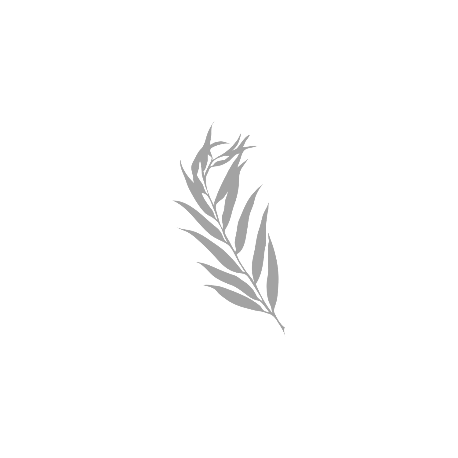 A delicate gray botanical illustration of a willow branch with slender leaves on a white background.