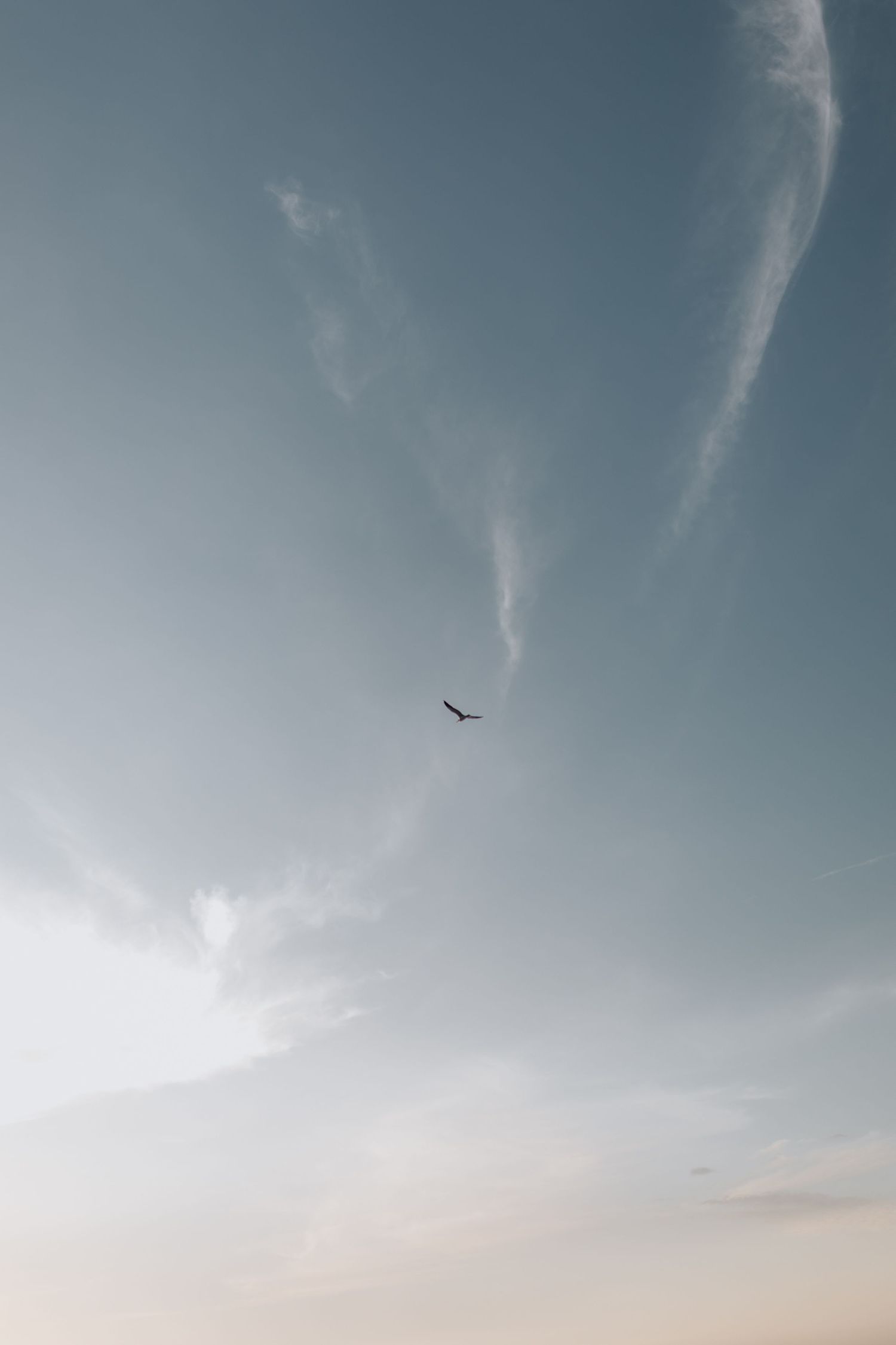 Minimalist sky photography with wispy clouds and a single bird in flight.