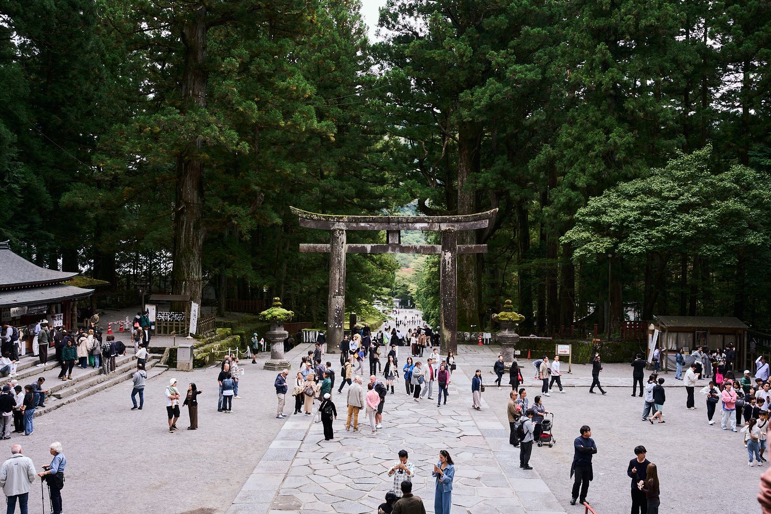 Crowds of visitors walk through a stone plaza toward a torii gate surrounded by tall cedar trees at a peaceful Japanese shrine.