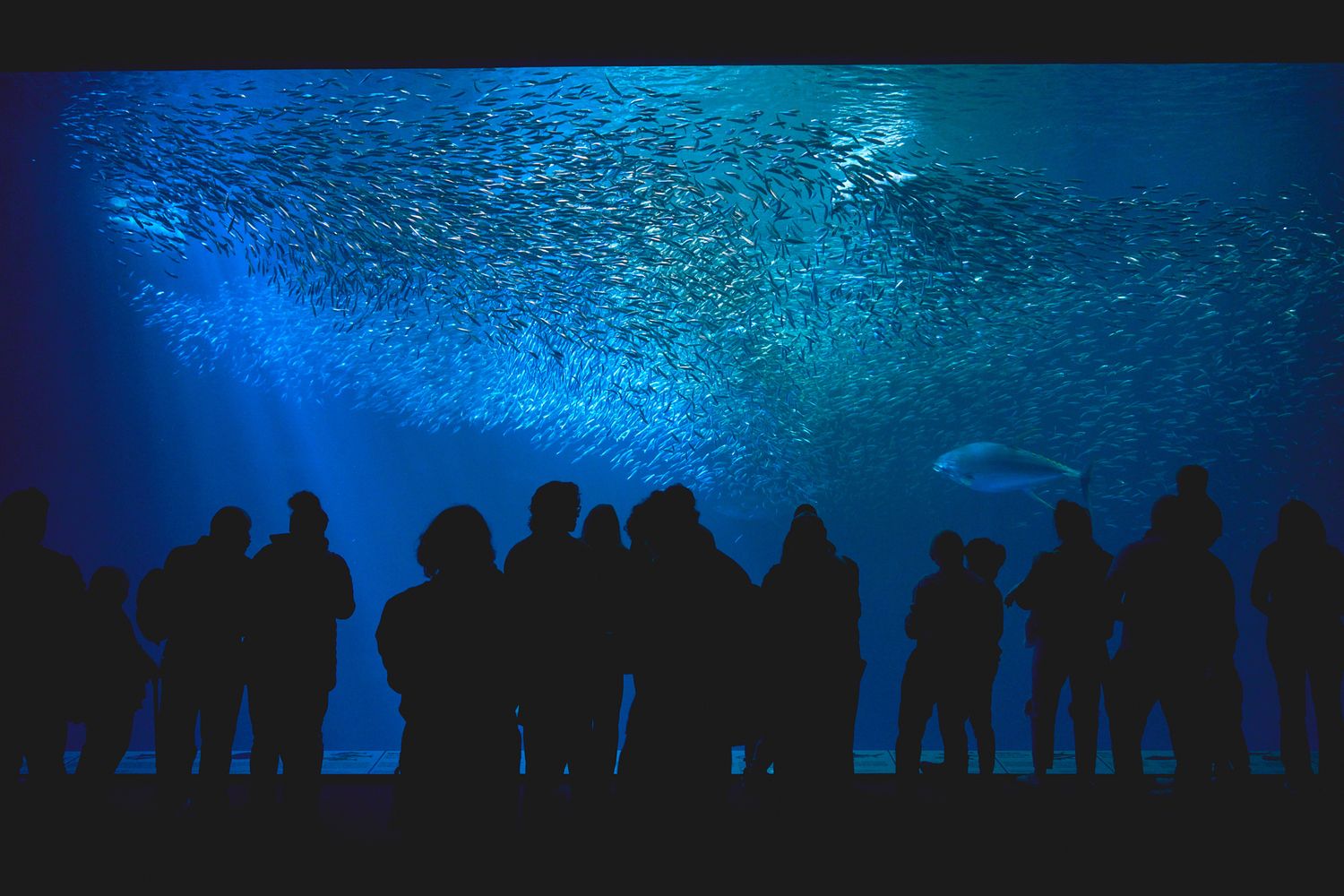 Silhouettes of people against a blue aquarium backdrop.