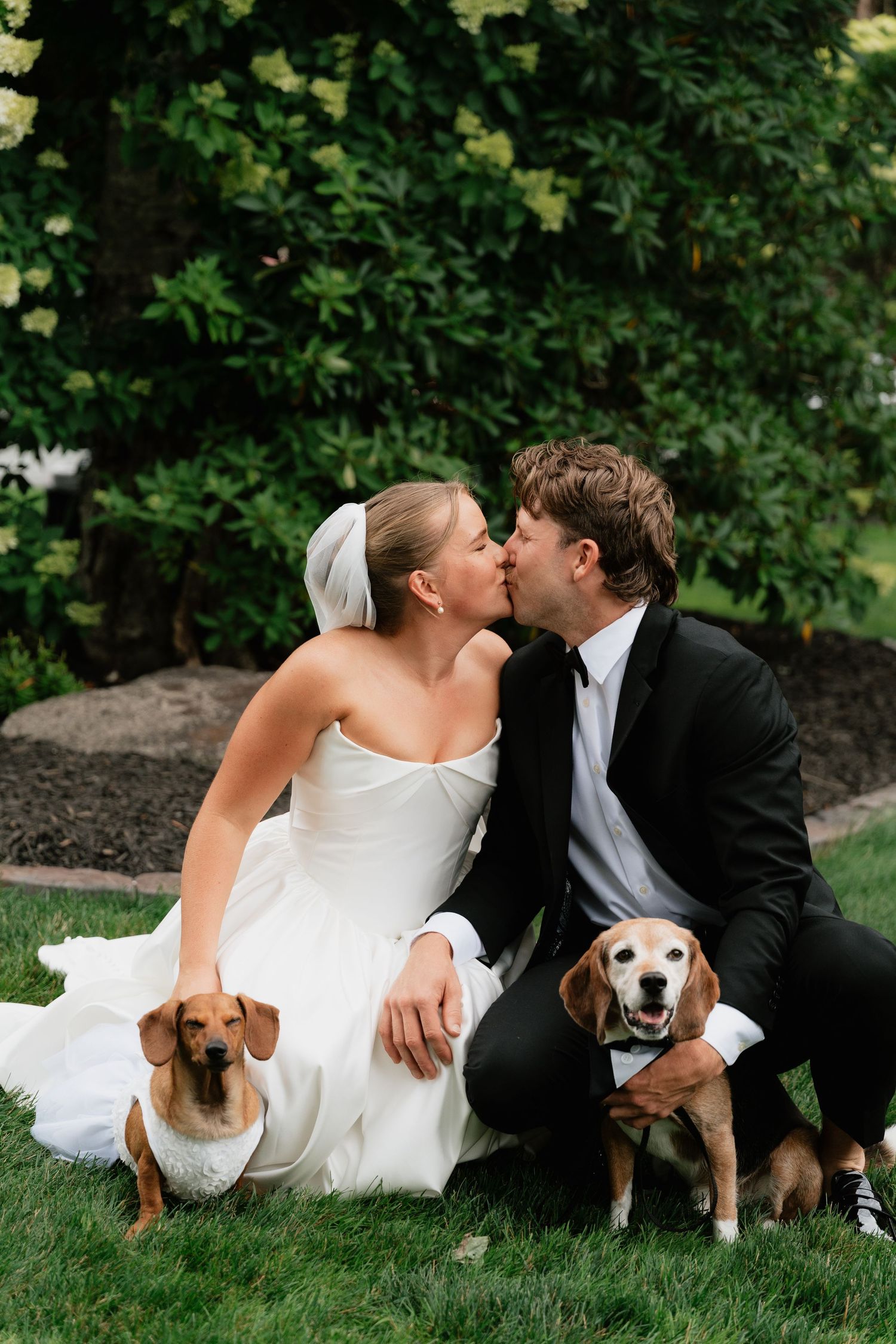 Bride and groom kissing on grass with two dogs, a dachshund and beagle, beside them.