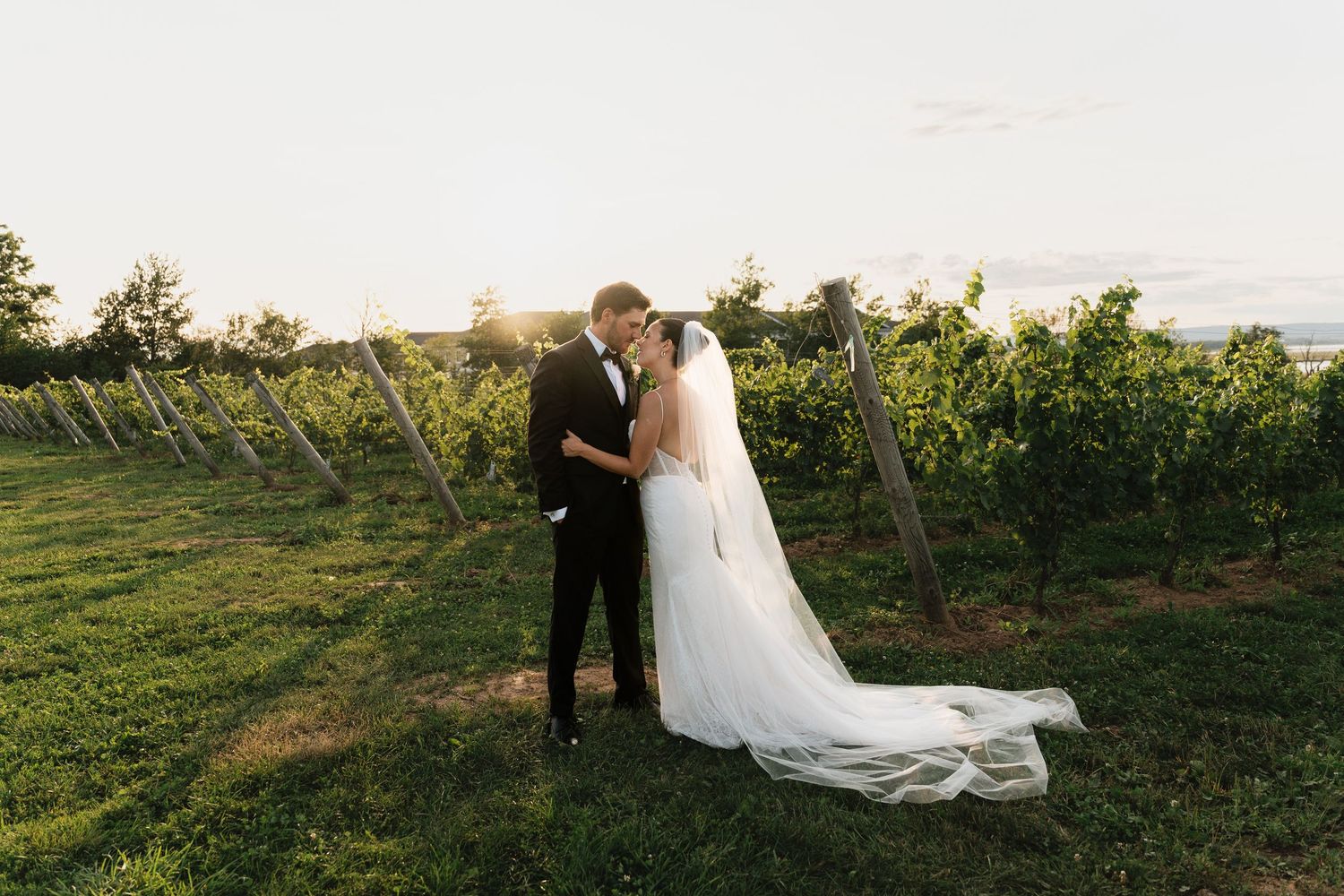 Bride and groom kissing at sunset in a lush vineyard, bride wearing a flowing white gown with long veil.
