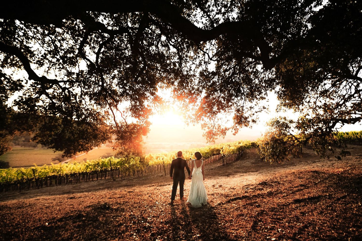 Silhouettes standing in vineyard at sunset with sunlight streaming through tree branches in golden light.