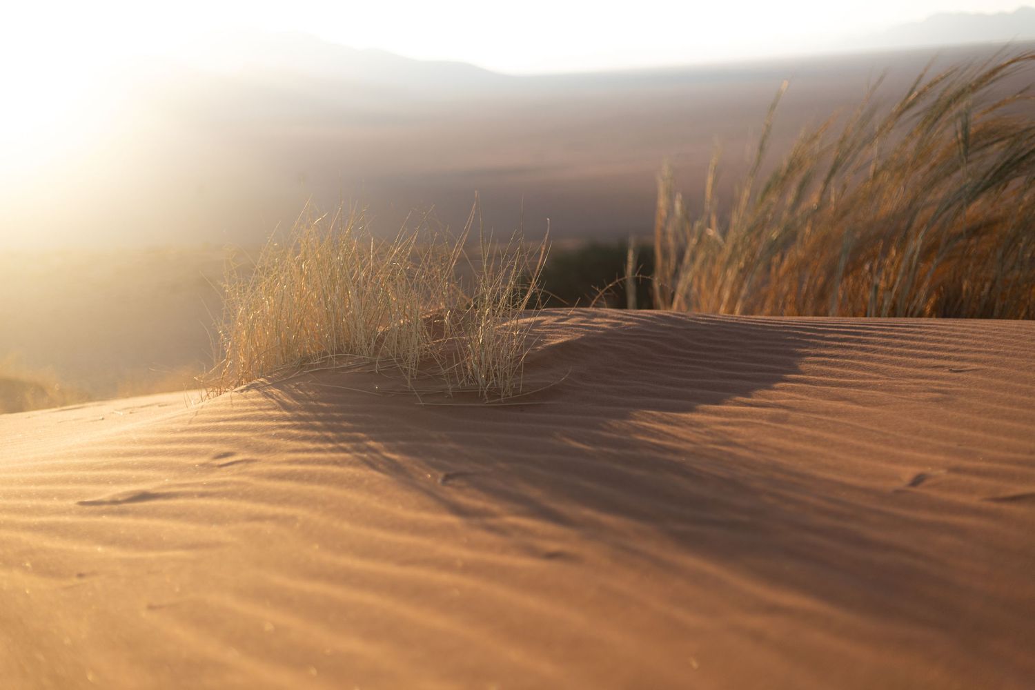 Golden sand dunes with tall grass at sunset creating dramatic shadows and textures.