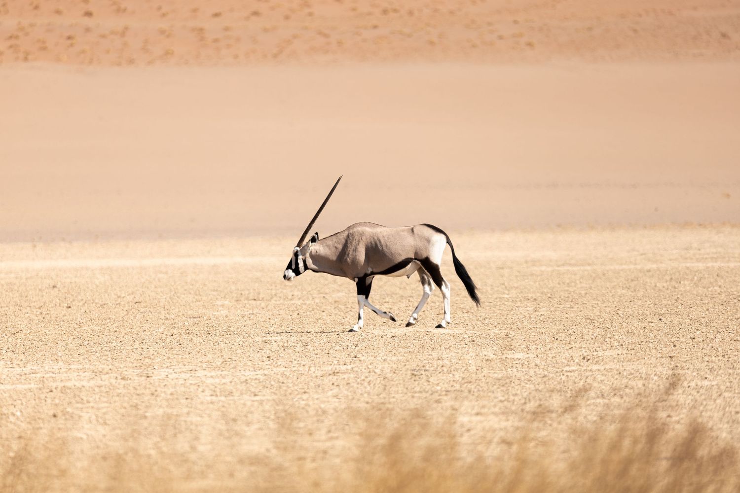 Gemsbok antelope with long horns striding across desert sand dunes.