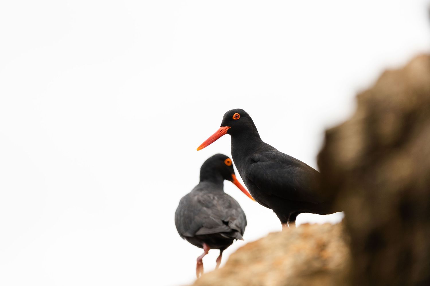 Two black oystercatchers with distinctive orange beaks perched on rocky cliff edge.