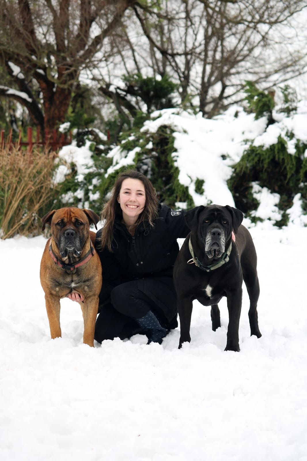 Woman smiling with two large dogs, a tan boxer and black cane corso, kneeling in snow with evergreen trees behind.