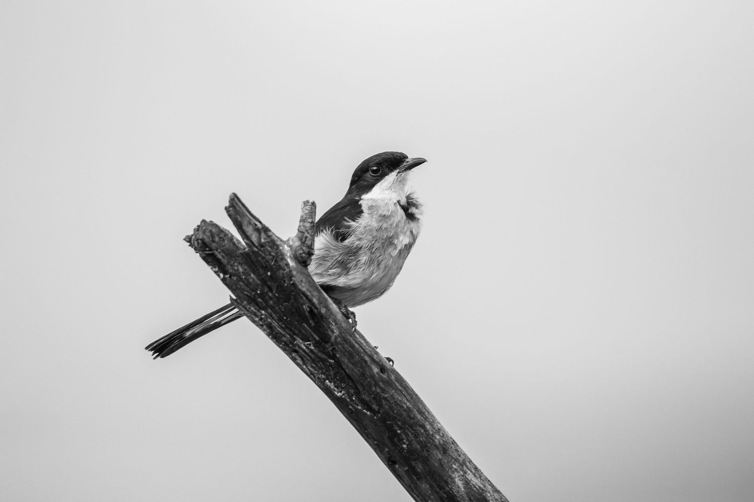Black and white image of small bird perched on bare branch.