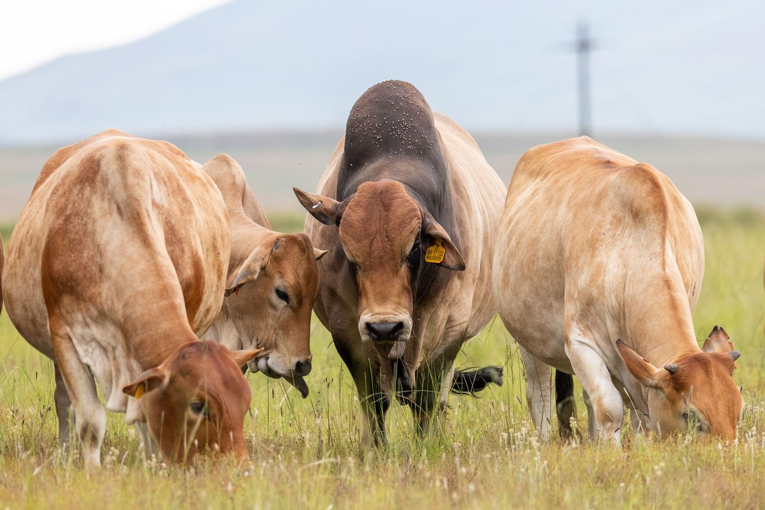 Group of brown and cream colored cattle with calves grazing together in a field.
