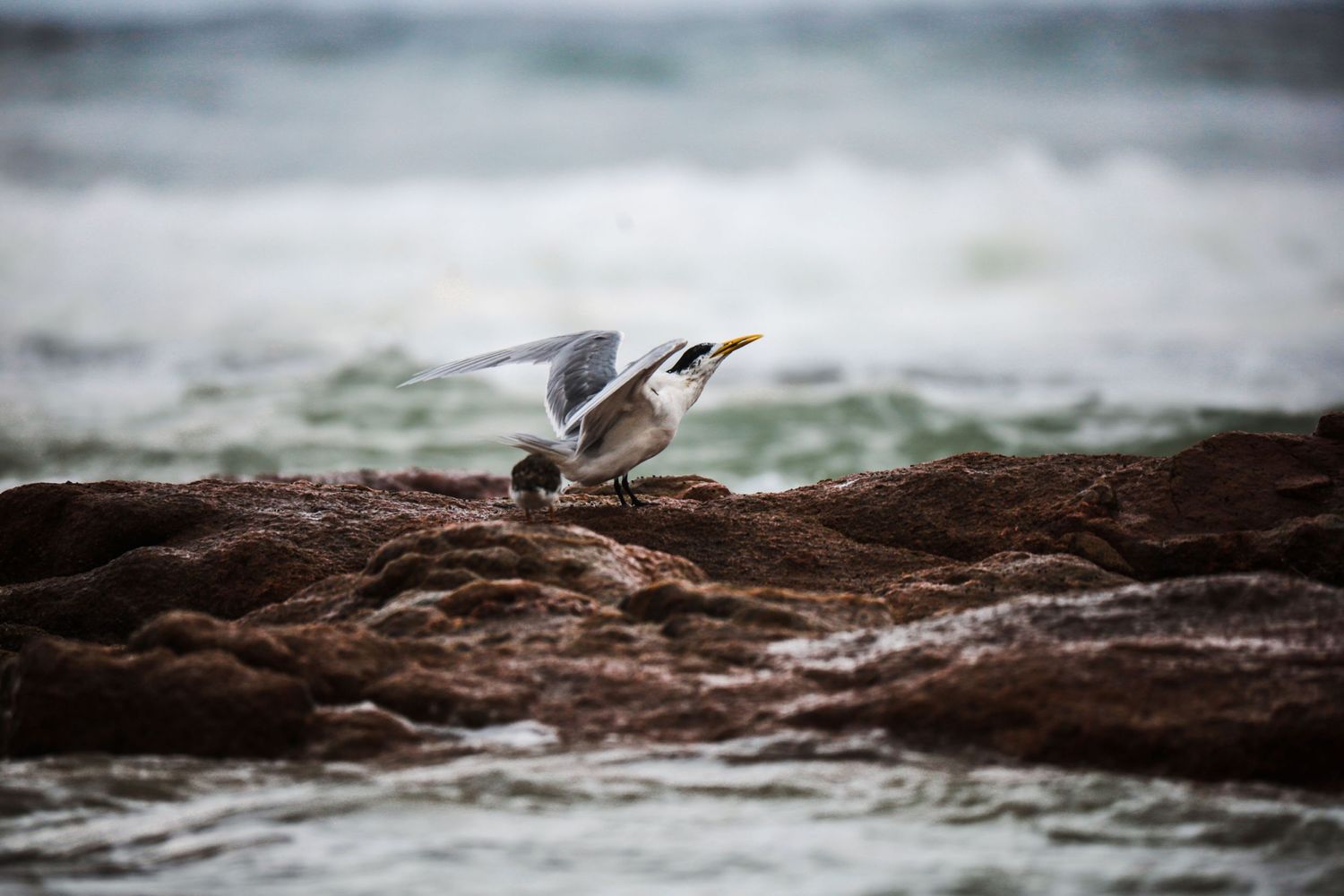 Seabird landing on wet rocky shore with ocean waves in the background.