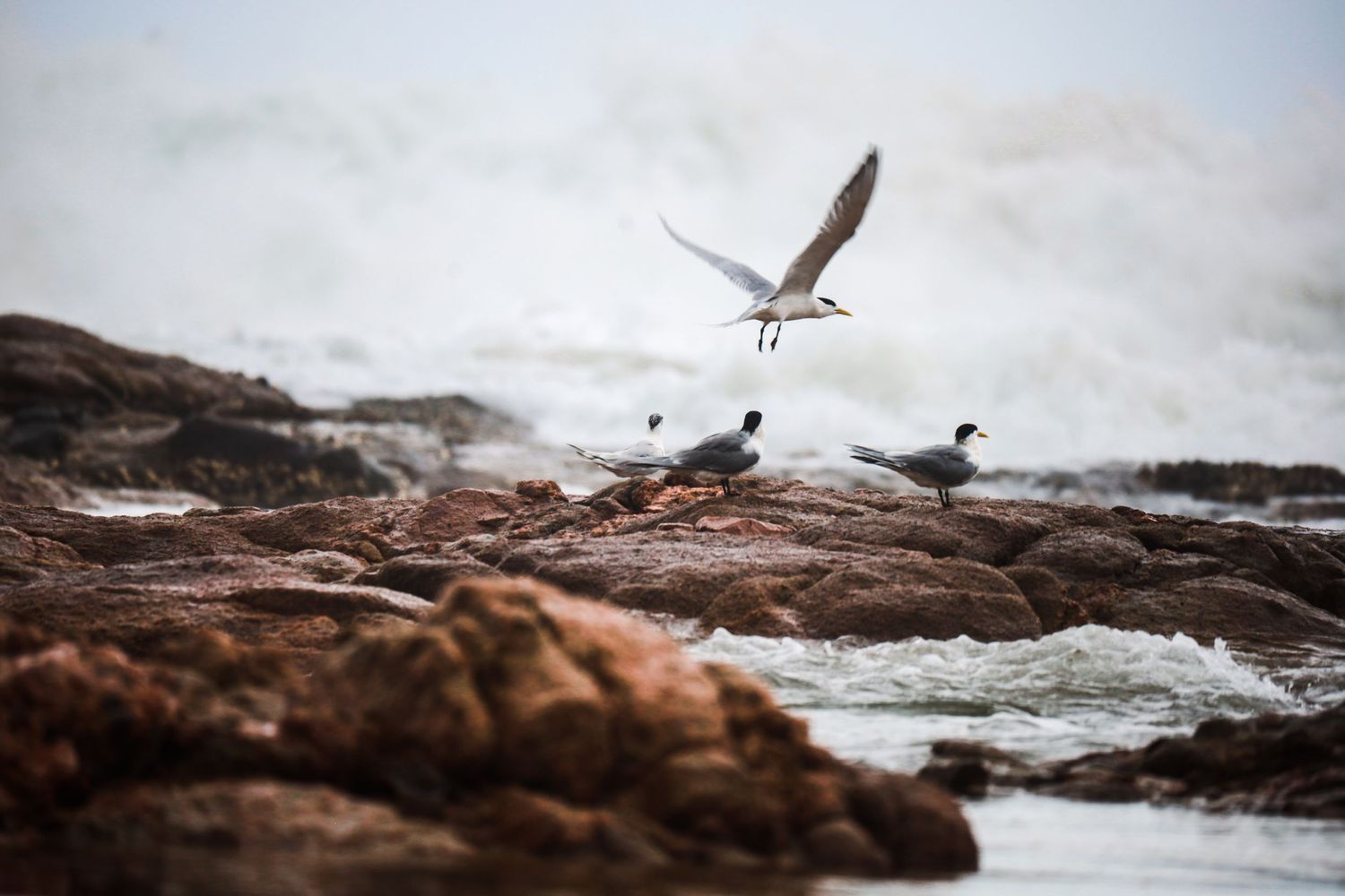 Seagull flying over rocky coastal shoreline with other birds resting below.