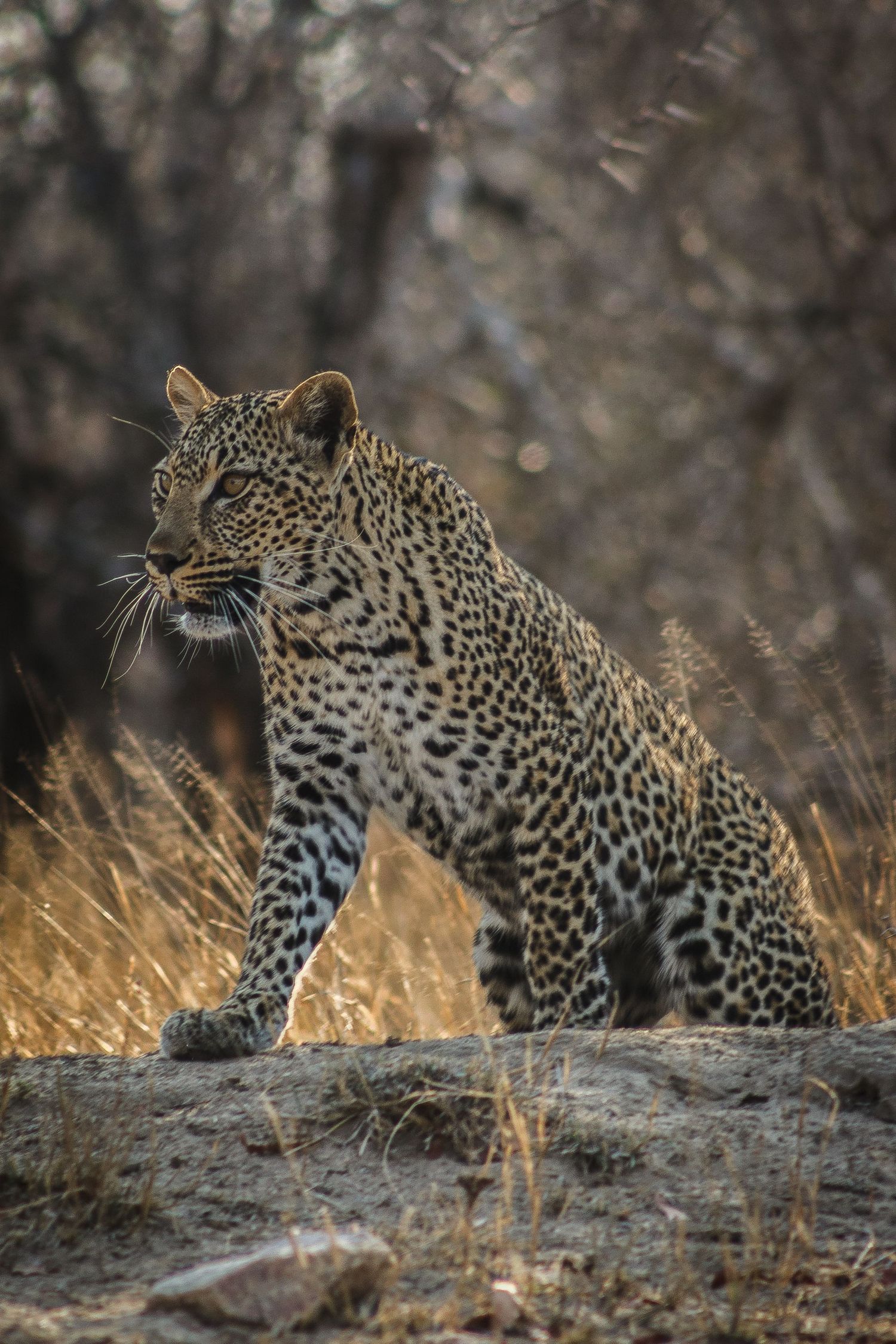 Alert leopard standing on rock with spotted coat gleaming in golden light.
